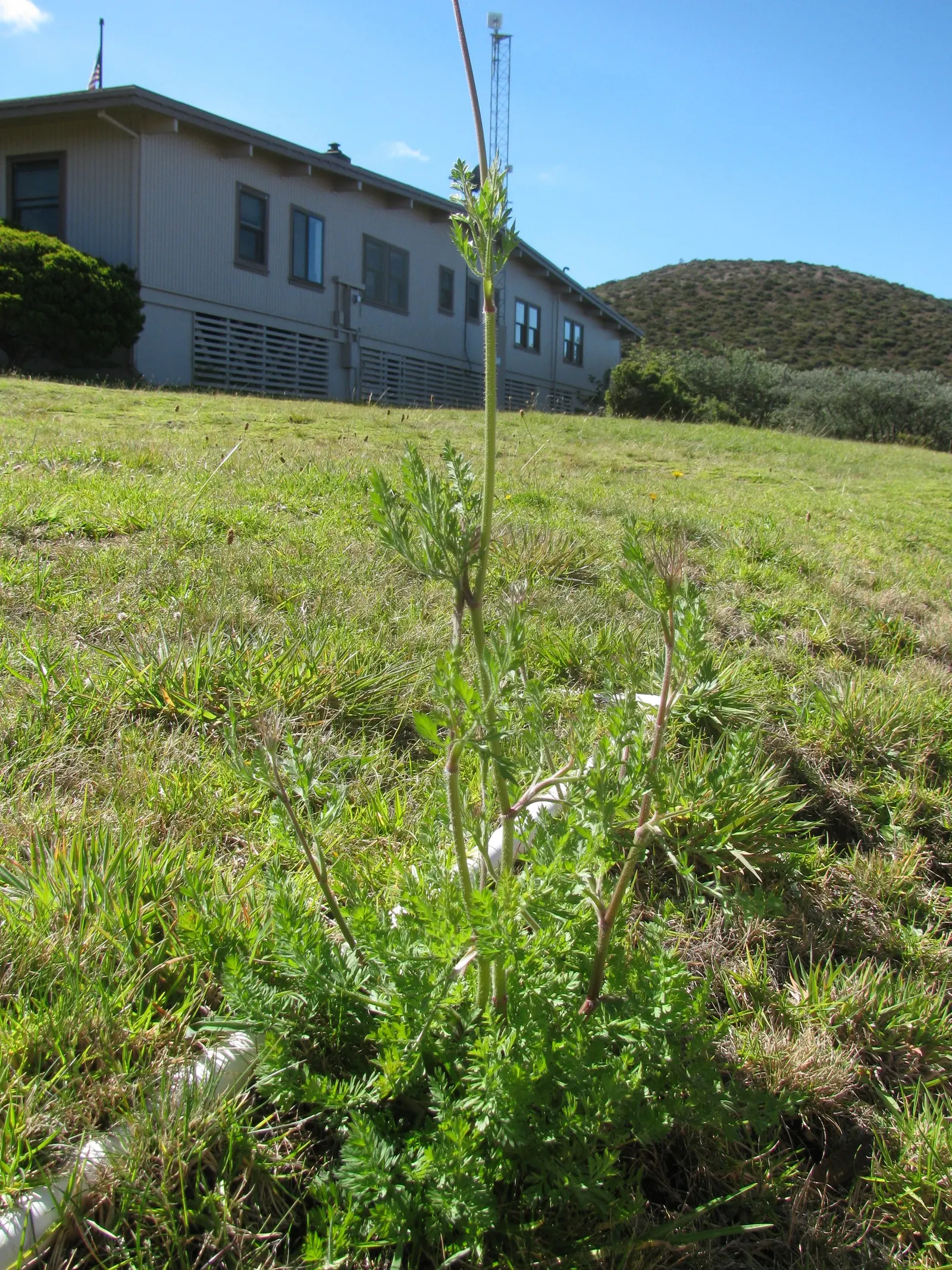 Carrot (Daucus Carota) — it is essential to provide well-draining soil with a deep; generally falling within 2 to 3 inches in diameter, image 99