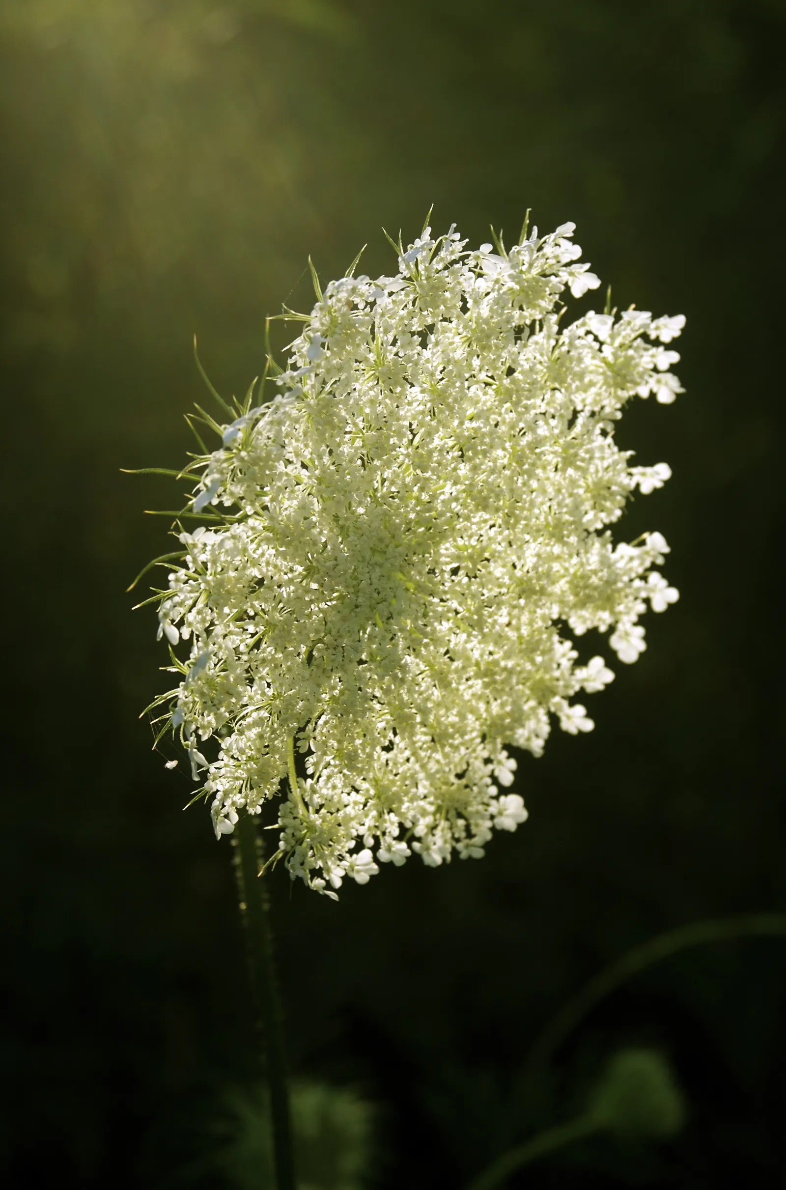 Carrot (Daucus Carota) — often grown as an annual in home gardens for its edible taproots; critical for uninterrupted root development