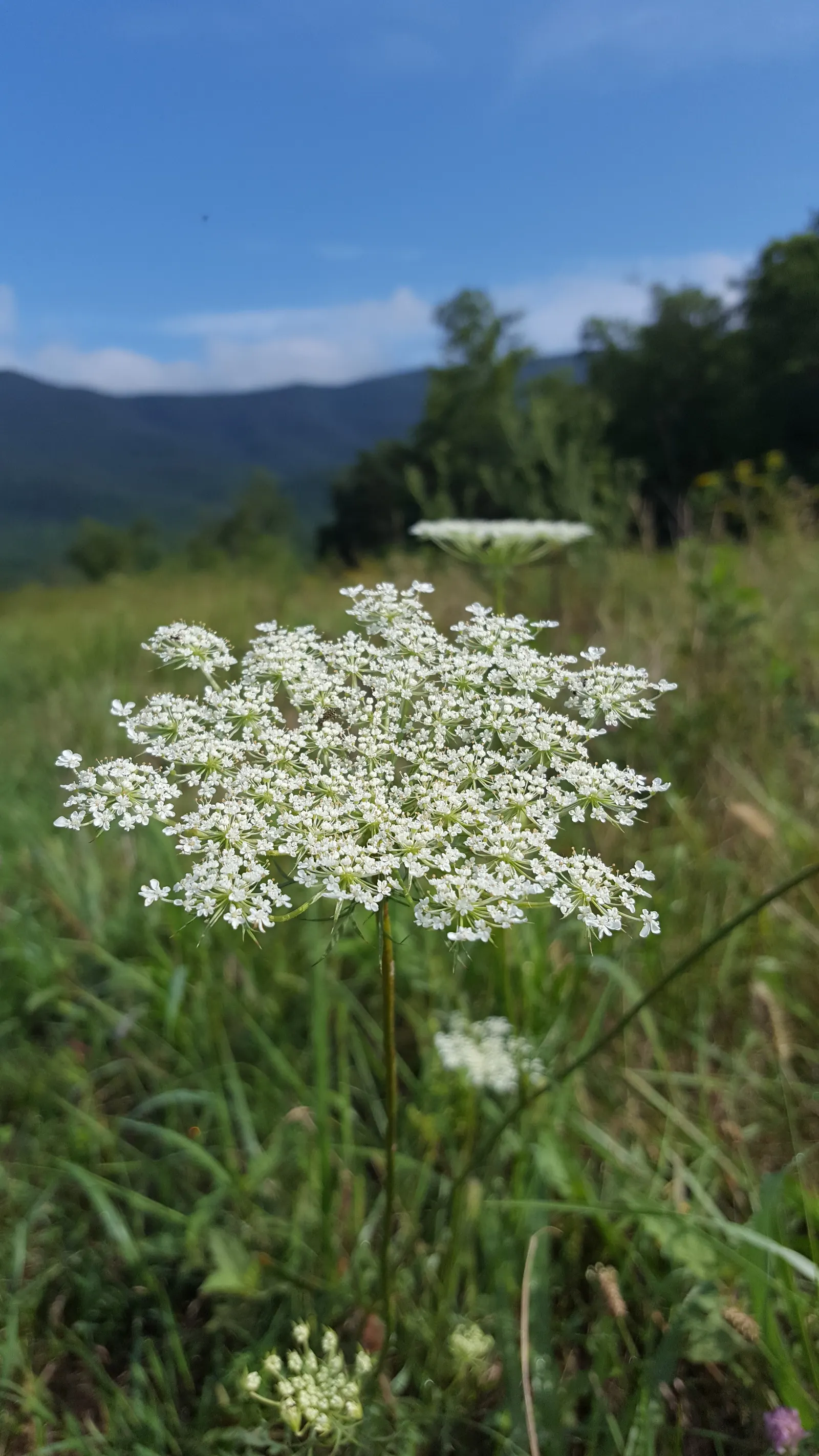 Carrot (Daucus Carota) — is a biennial plant commonly grown as an annual for its tapering orange root; prefers full sun and well-drained soil