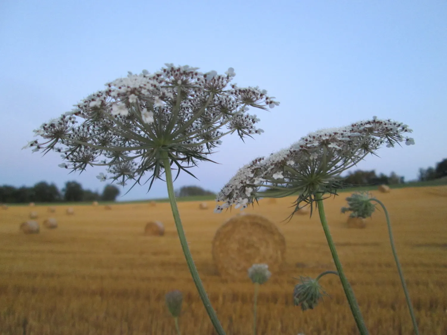 Carrot (Daucus Carota) — Carrots also produce umbel flowers in their second year, adding a subtle, lacy aesthetic to gardens, image 59
