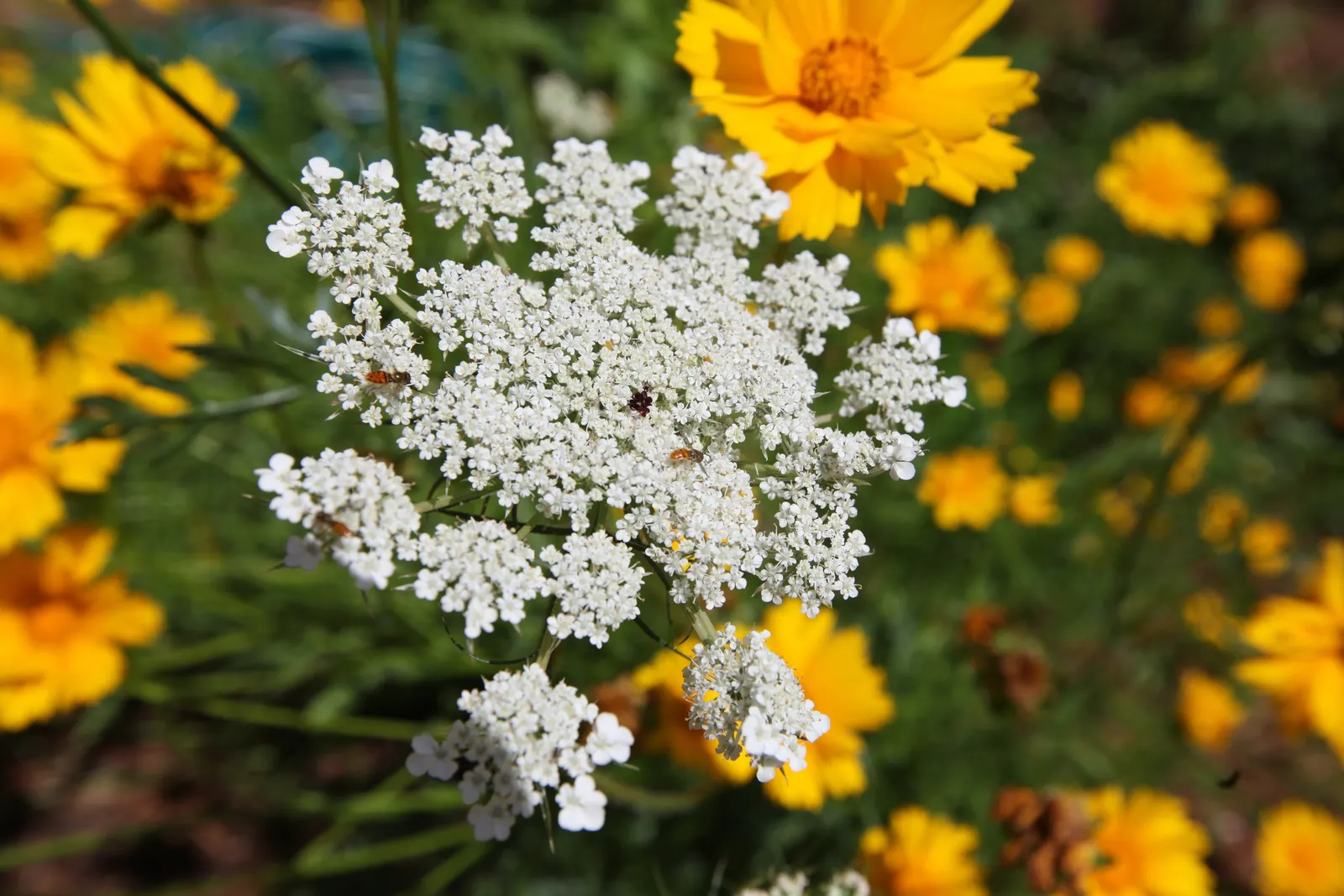 Carrot (Daucus Carota) — feathery leaves emanating from a rosette; is a versatile and hardy biennial plant, image 121