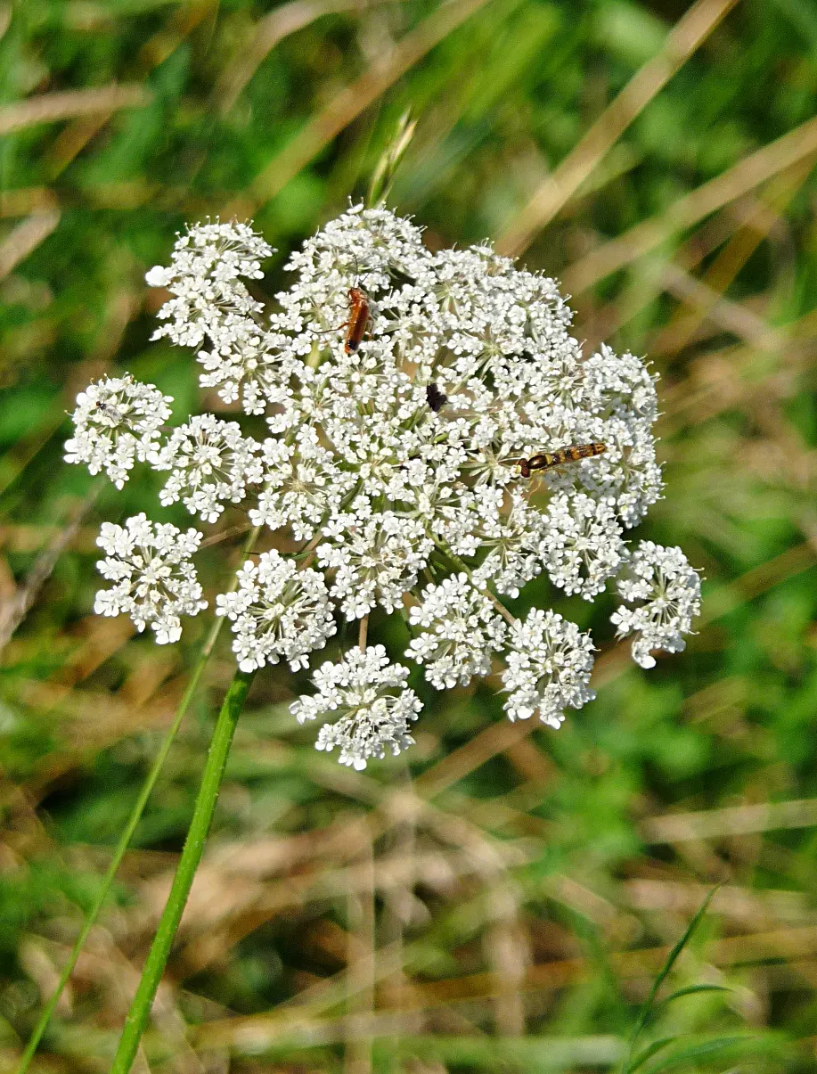 Carrot (Daucus Carota) — is a biennial plant commonly grown as an annual for its tapering orange root; prefers full sun and well-drained soil, image 136