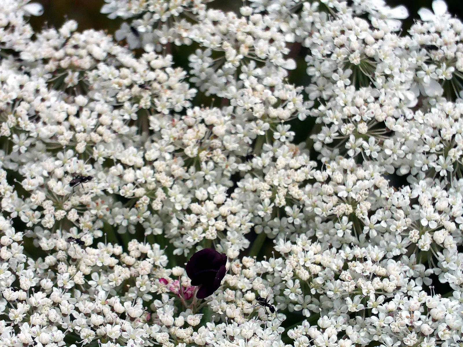 Carrot (Daucus Carota) — ideally with a pH between 6.0 and 6.8.<br><br>Carrots thrive in full sun; the feathery foliage reaches 12 inches high, image 155