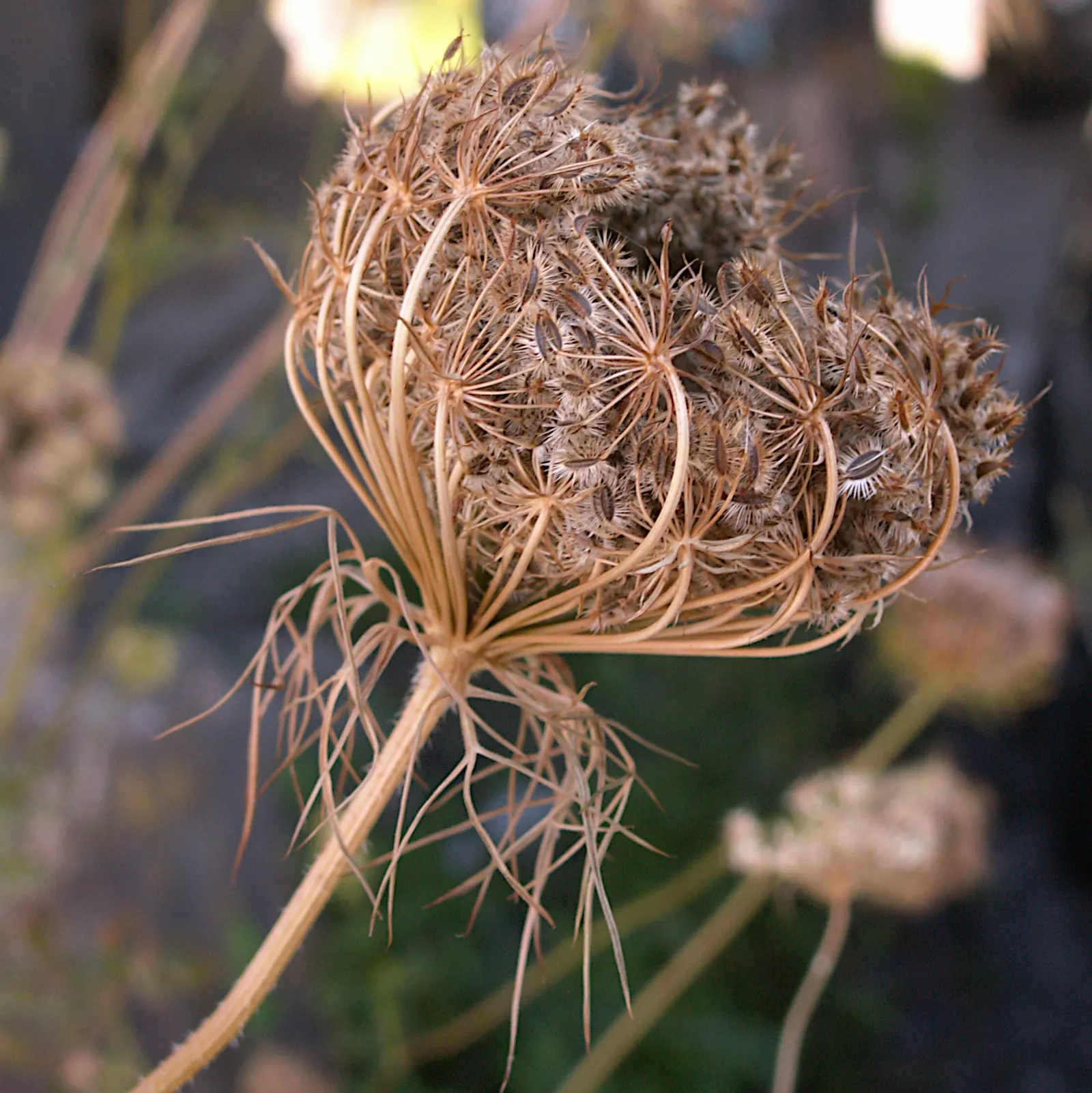Carrot (Daucus Carota) — which may result in longer maturation times, image 50