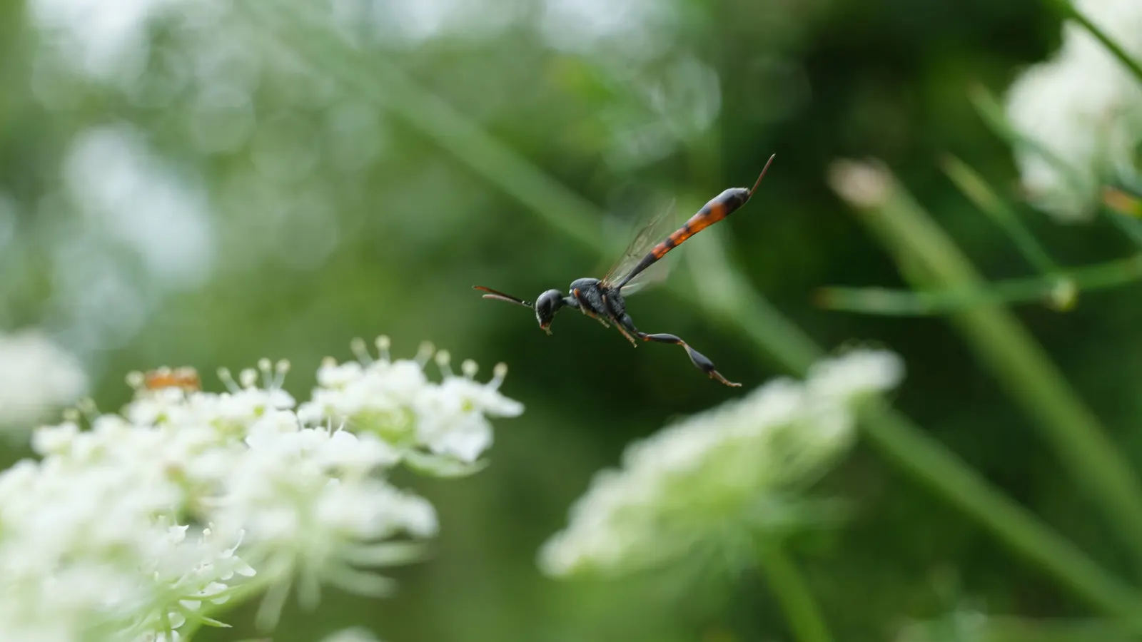 Carrot (Daucus Carota) — while the roots can grow up to 3 inches wide and 10 inches long; it is essential to provide well-draining soil with a deep, image 138