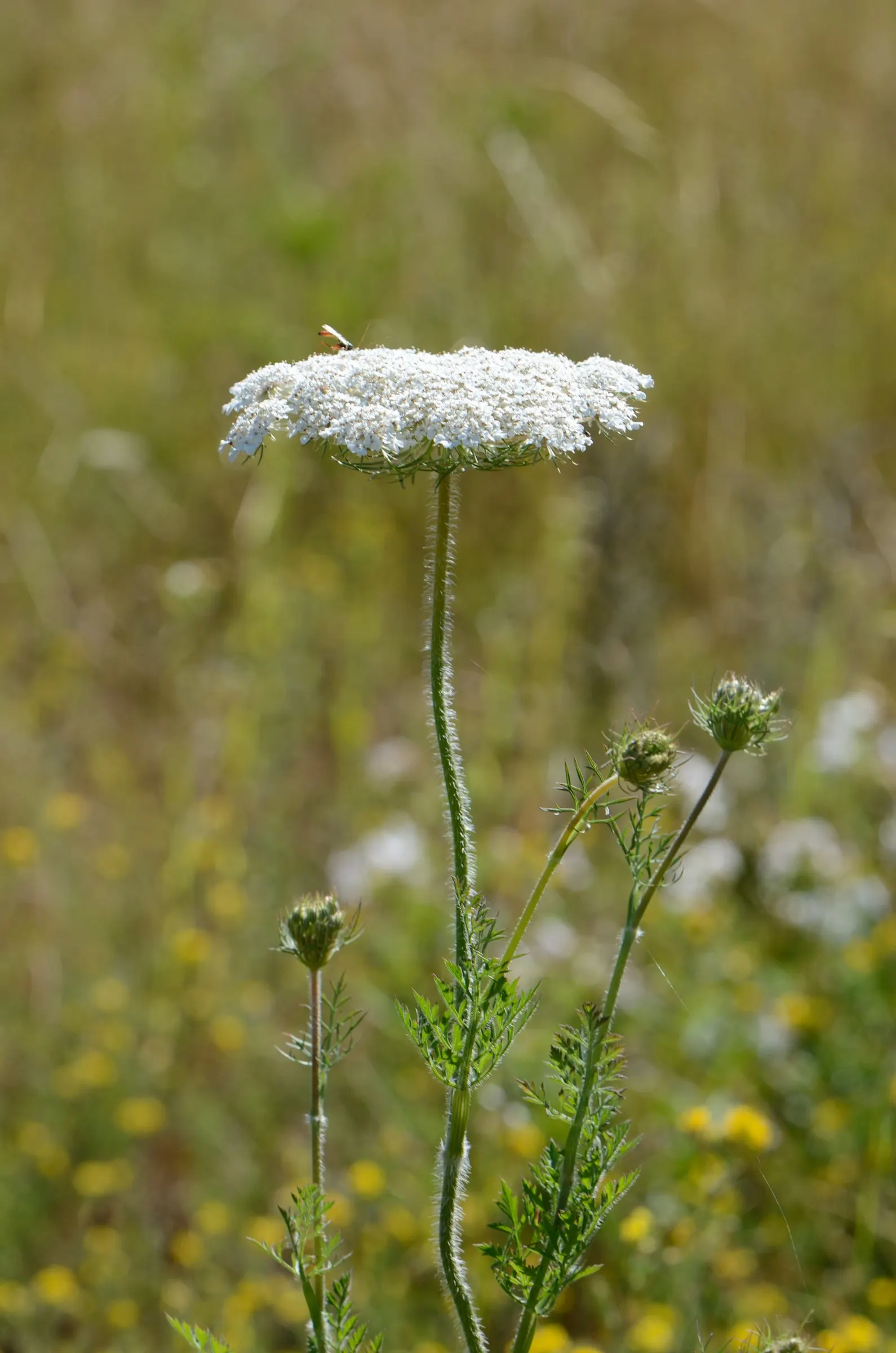 Carrot (Daucus Carota) — vegetable for full; they are best planted in early spring and can also endure a fall planting for a late harvest, image 108