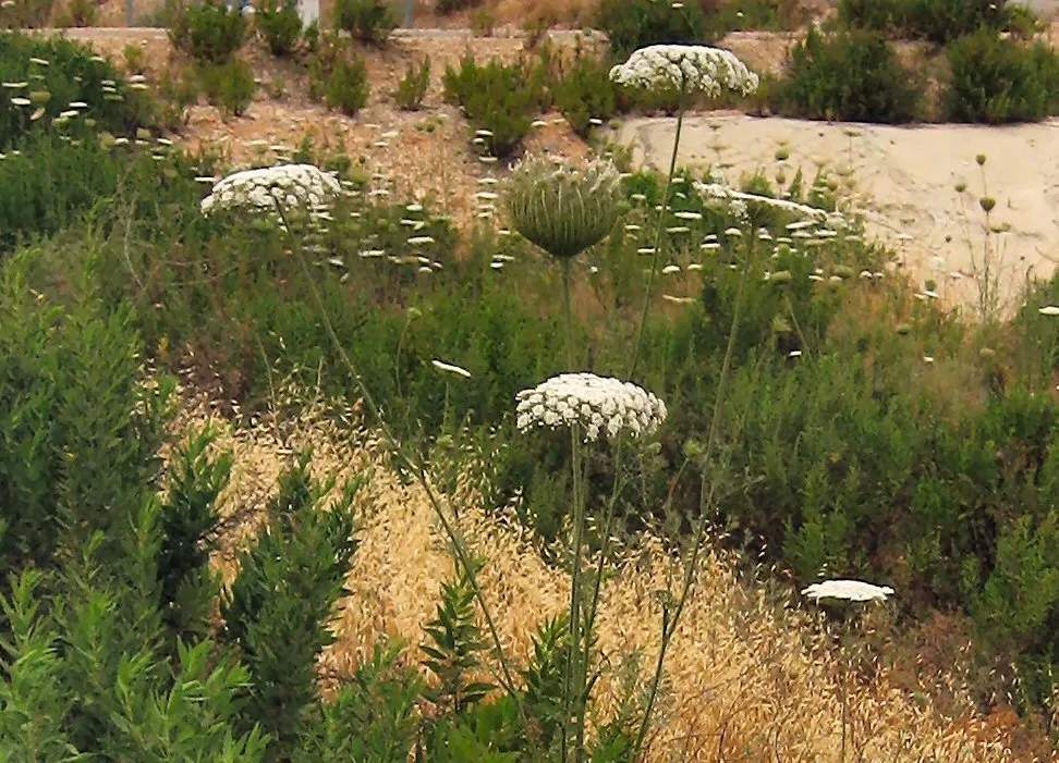 Carrot (Daucus Carota) — often grown as an annual in home gardens for its edible taproots