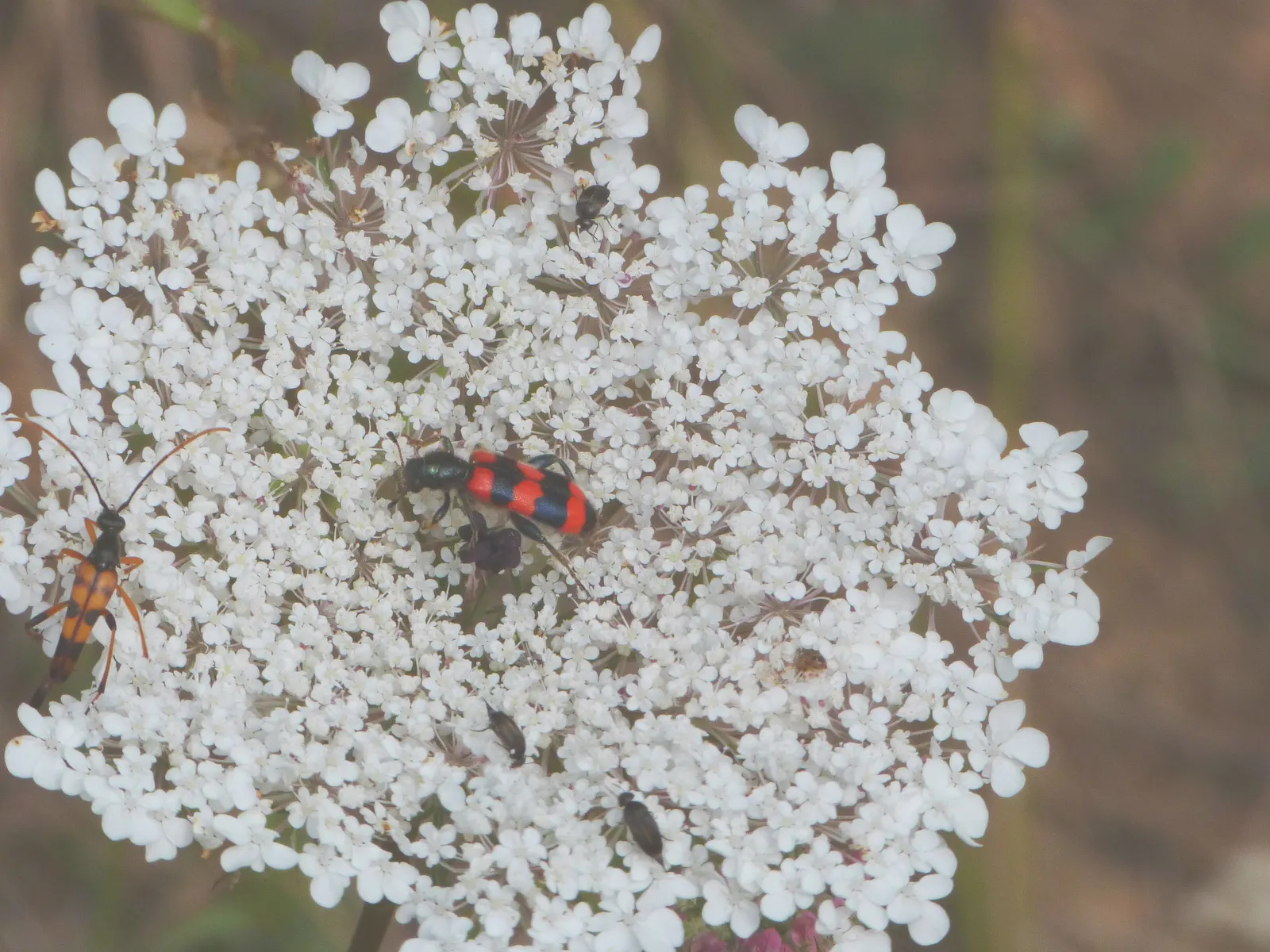 Carrot (Daucus Carota) — though cultivars also exhibit purple; feathery leaves emanating from a rosette