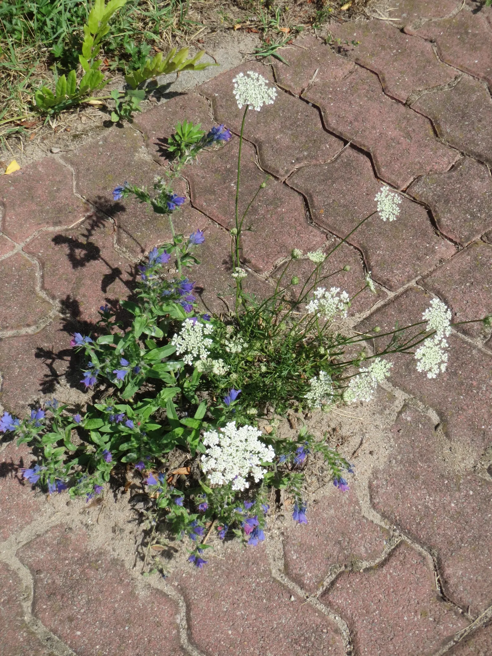Carrot (Daucus Carota) — feathery leaves emanating from a rosette; is a versatile and hardy biennial plant, image 94