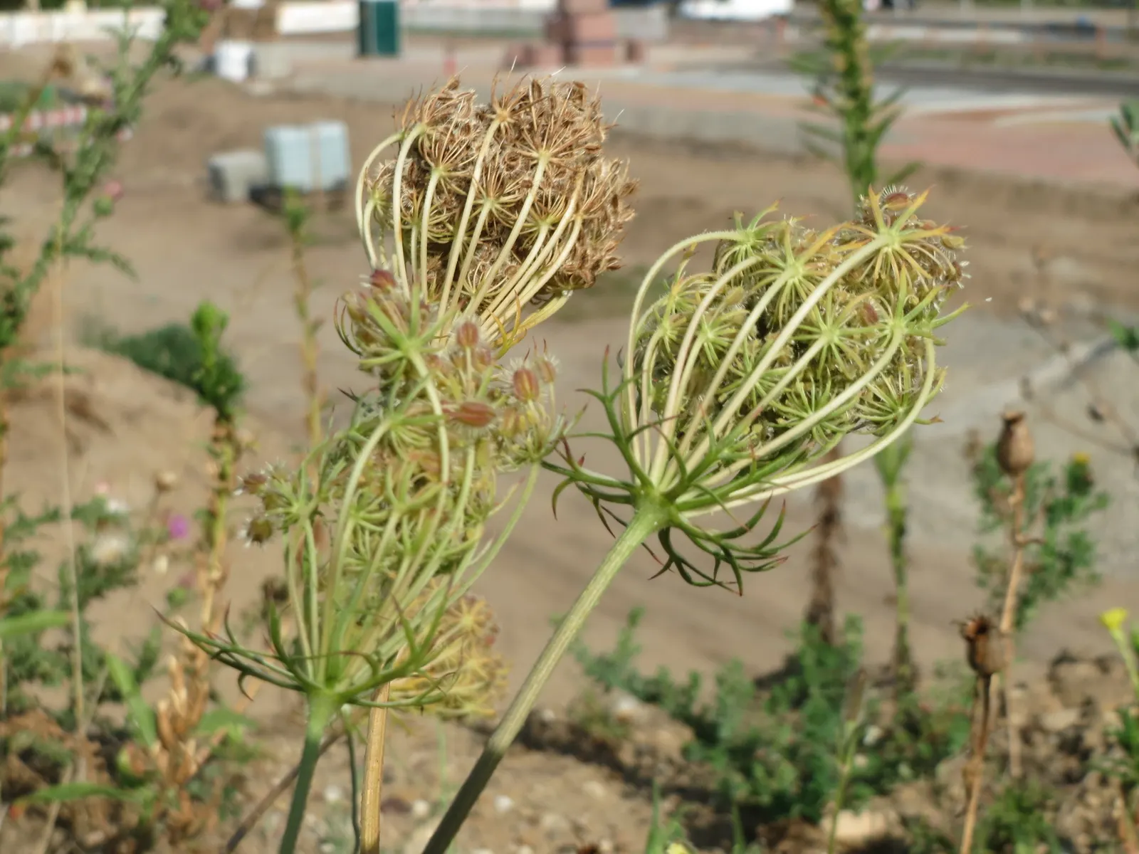 Carrot (Daucus Carota) — they are best planted in early spring and can also endure a fall planting for a late harvest; while the roots can grow up, image 159