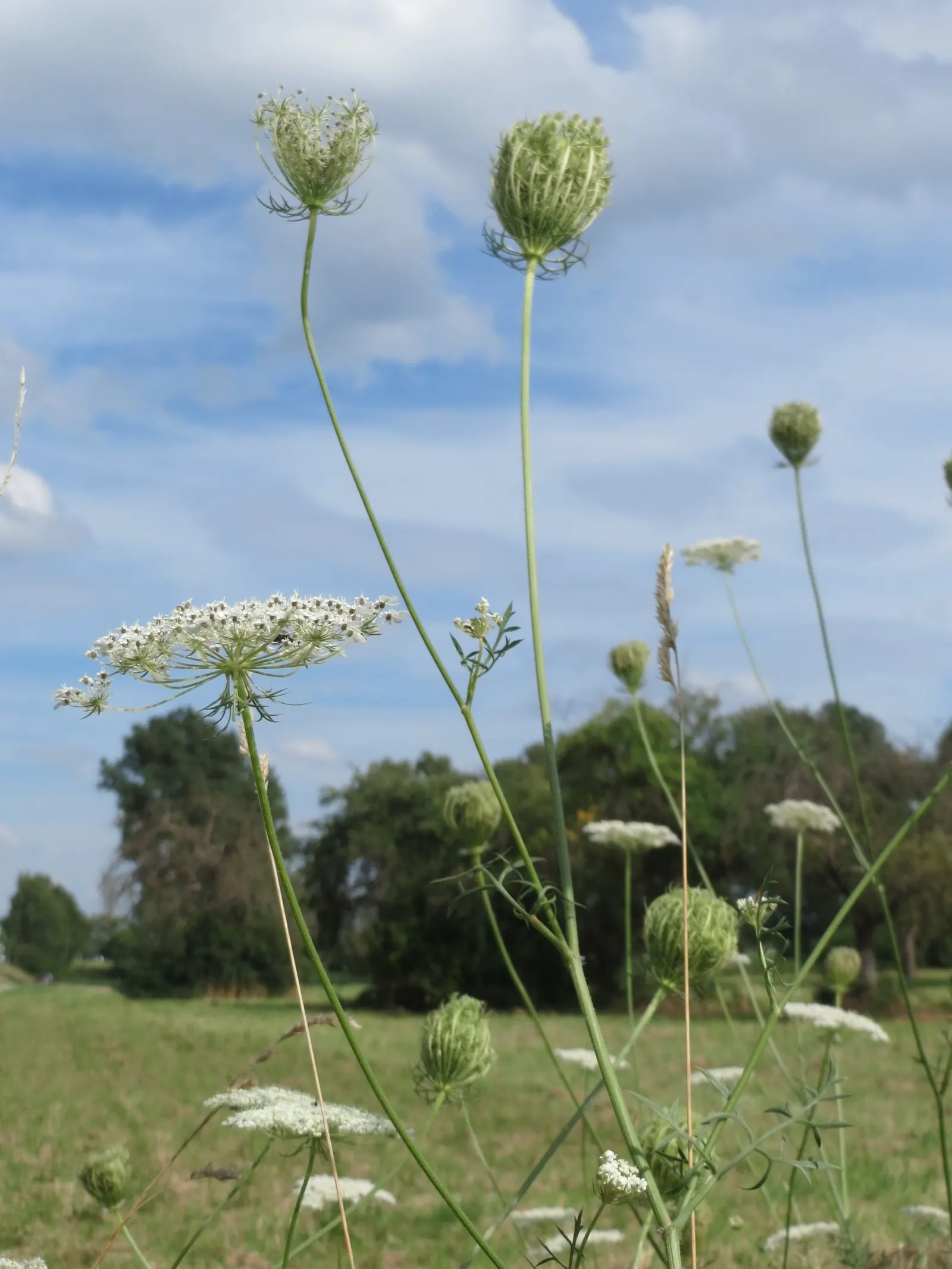 Carrot (Daucus Carota) — and light mulching help maintain even soil moisture and temperature; though cultivars also exhibit purple, image 160