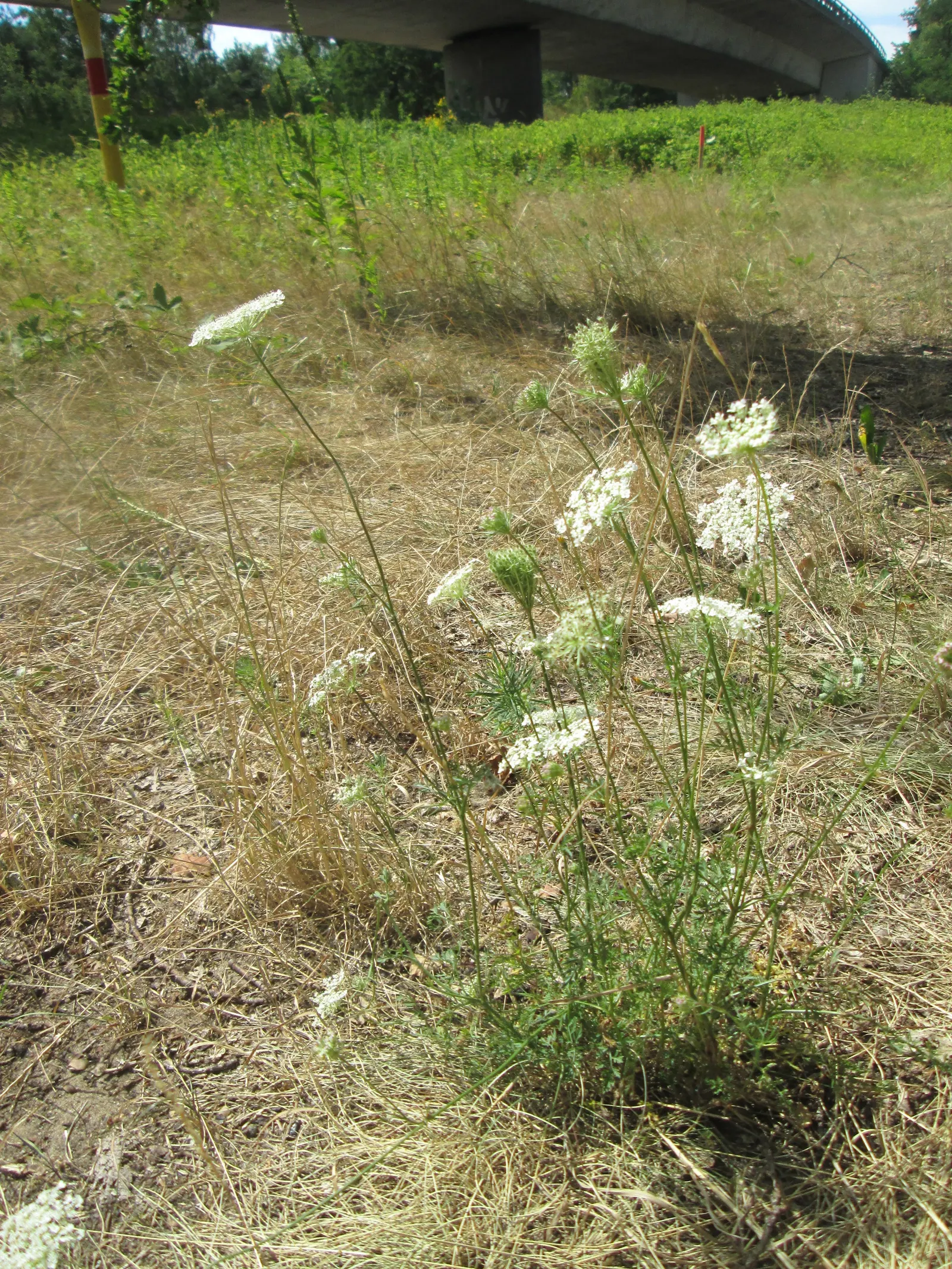 Carrot (Daucus Carota) — creating texture amidst other garden greens.<br><br>The taproots vary in size