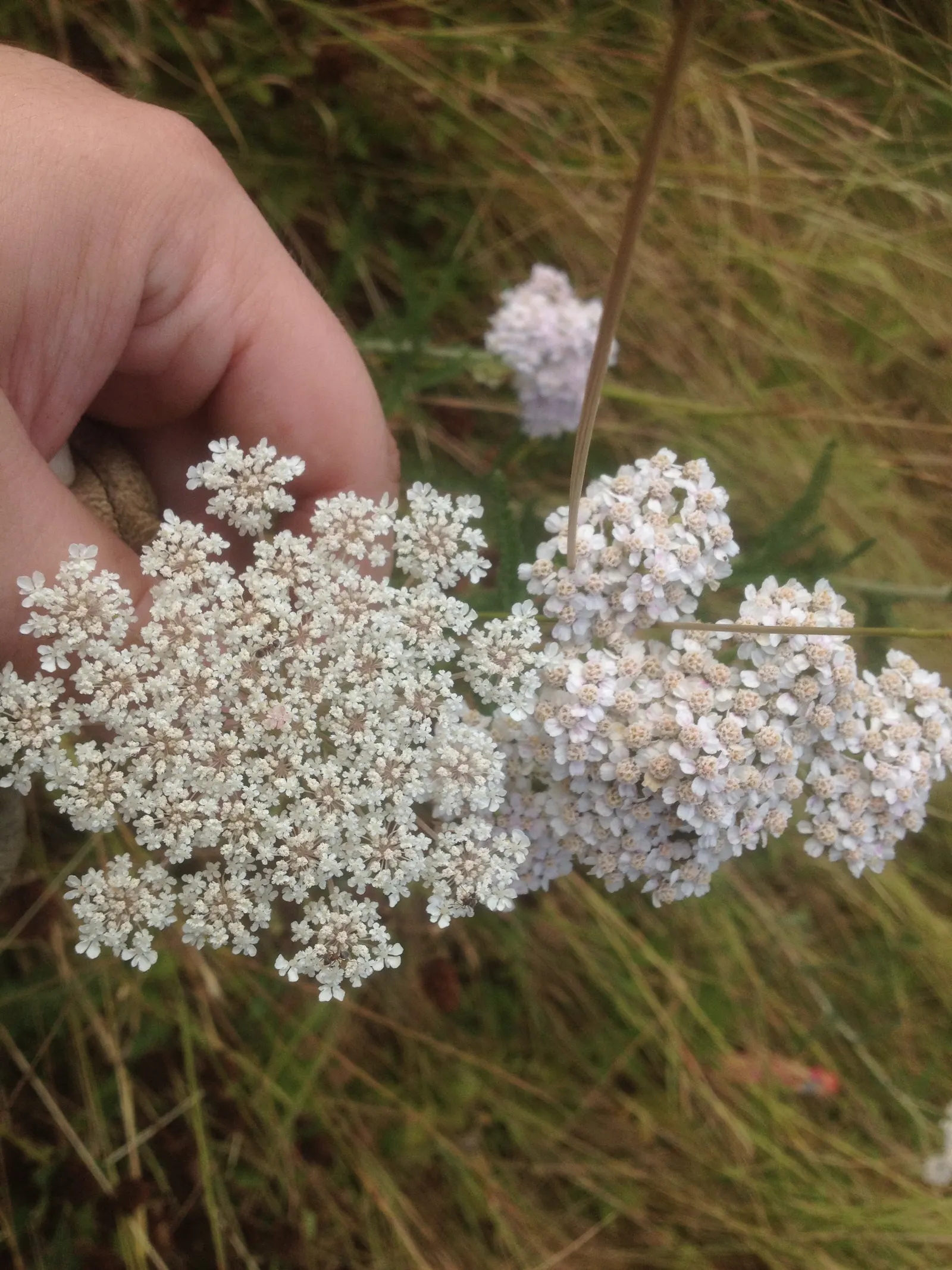 Carrot (Daucus Carota) — feathery leaves emanating from a rosette