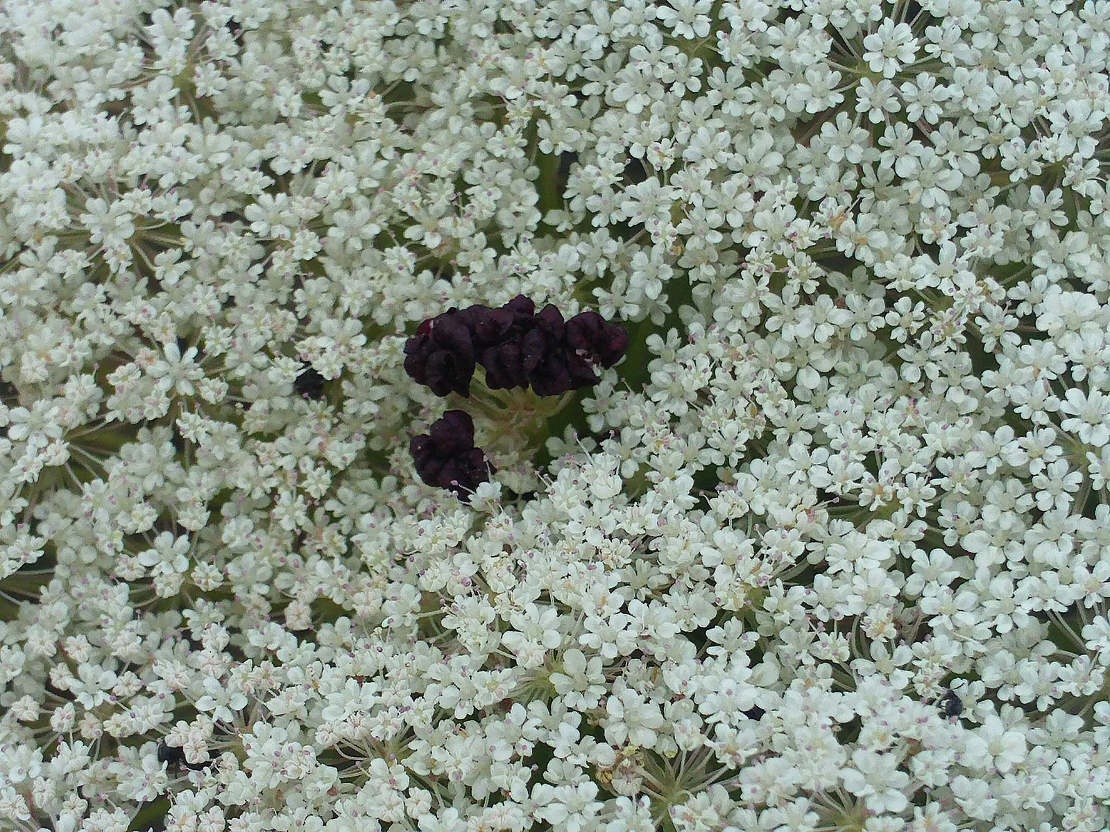 Carrot (Daucus Carota) — often grown as an annual in home gardens for its edible taproots; critical for uninterrupted root development, image 143