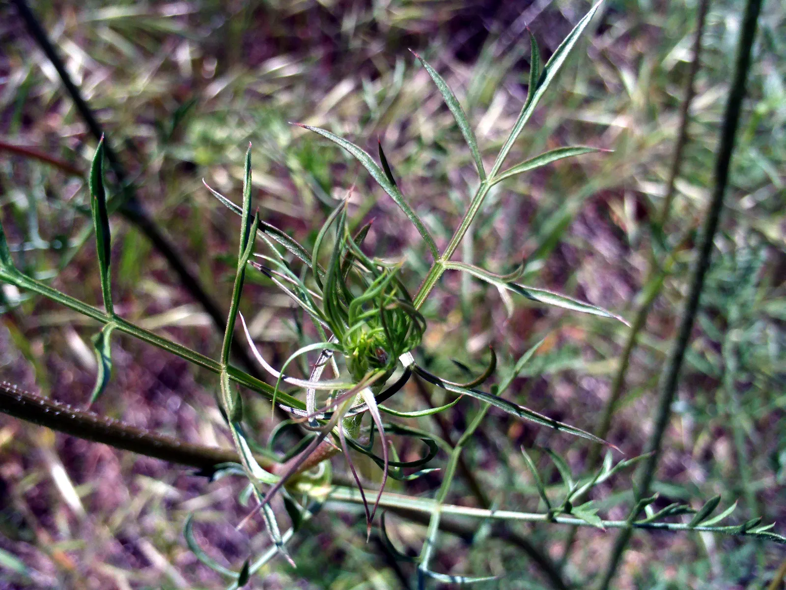 Carrot (Daucus Carota) — but can tolerate partial shade; and can reach lengths of up to 12 to 14 inches, image 76