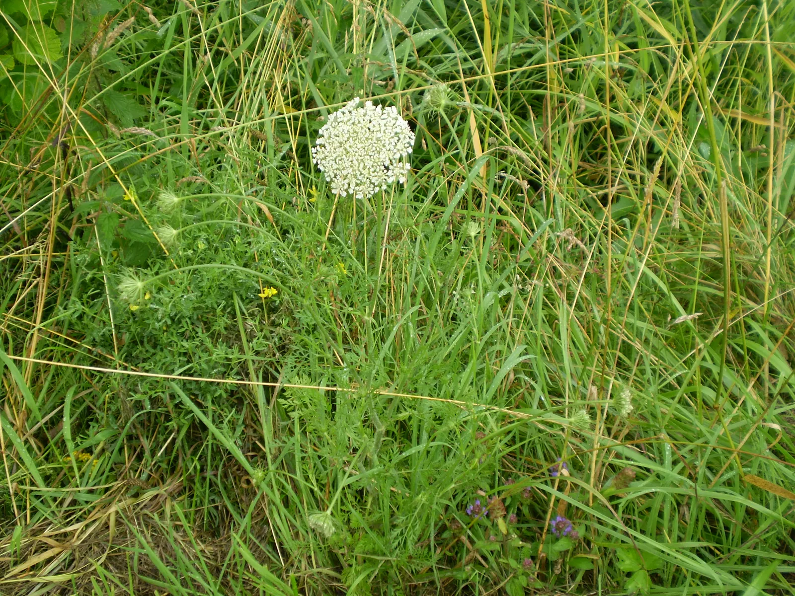 Carrot (Daucus Carota) — is a versatile and hardy biennial plant