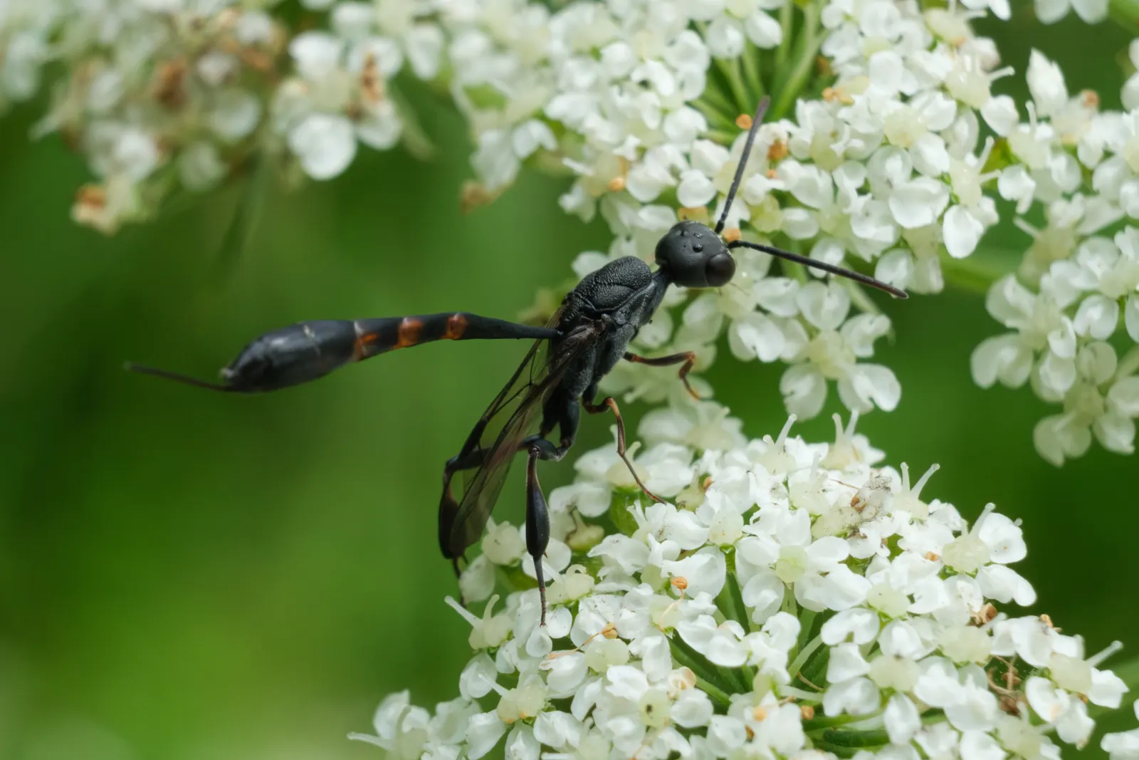 Carrot (Daucus Carota) — critical for uninterrupted root development; when designing for carrots, image 107
