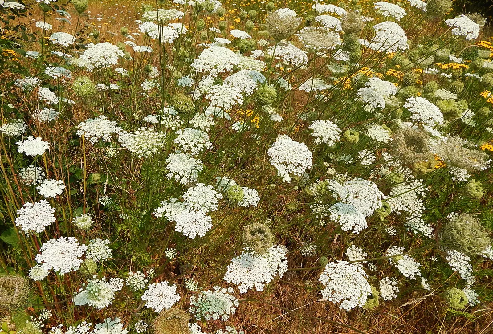Carrot (Daucus Carota) — creating texture amidst other garden greens.<br><br>The taproots vary in size, image 95