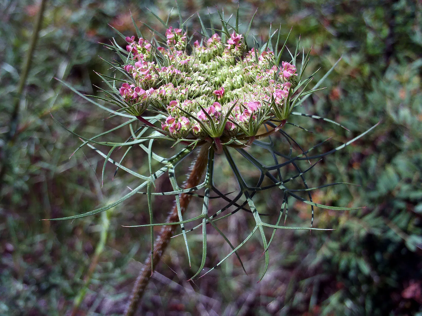 Carrot (Daucus Carota) — though cultivars also exhibit purple; feathery leaves emanating from a rosette, image 118