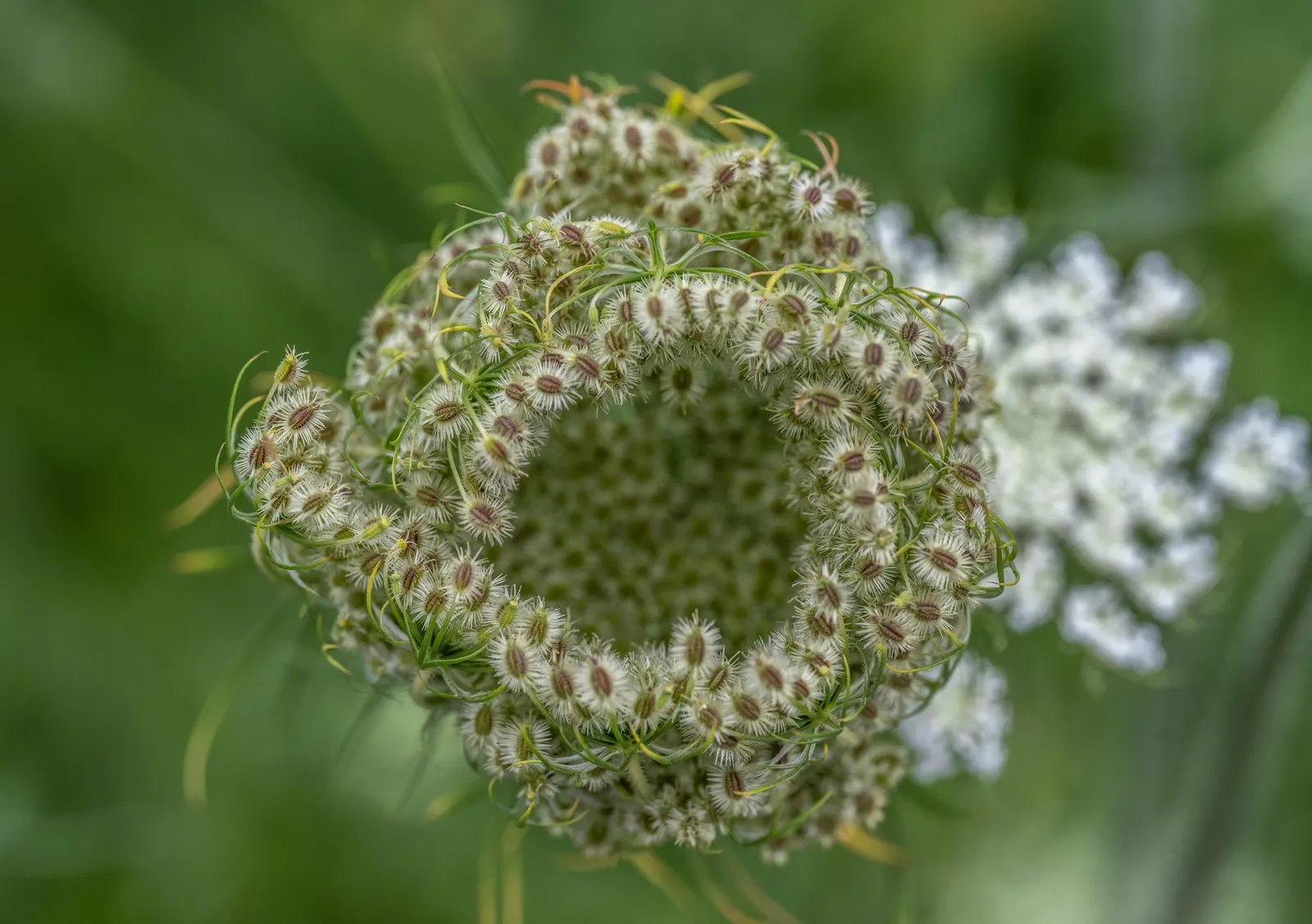 Carrot (Daucus Carota) — which may result in longer maturation times, image 131
