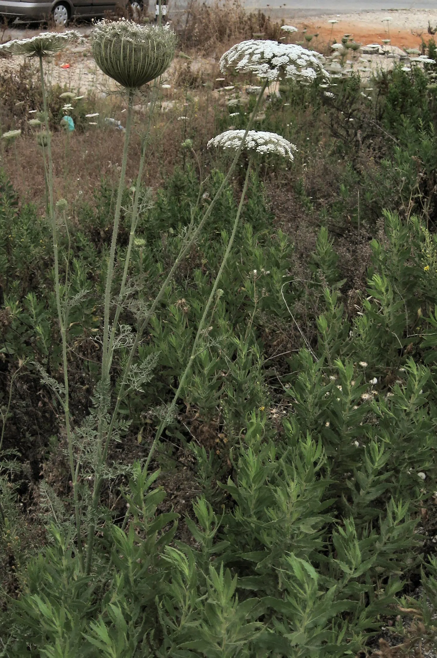 Carrot (Daucus Carota) — When designing for carrots; often grown as an annual in home gardens for its edible taproots, image 98