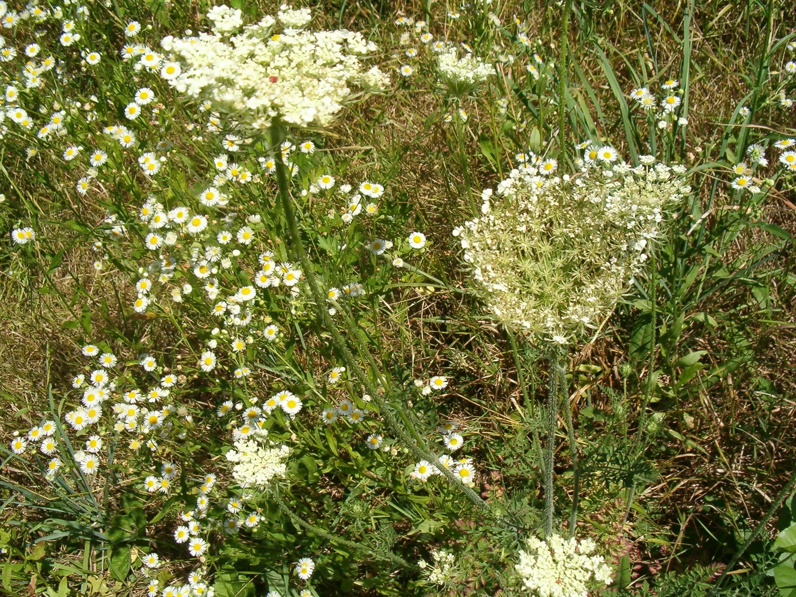 Carrot (Daucus Carota) — creating texture amidst other garden greens.<br><br>The taproots vary in size, image 41