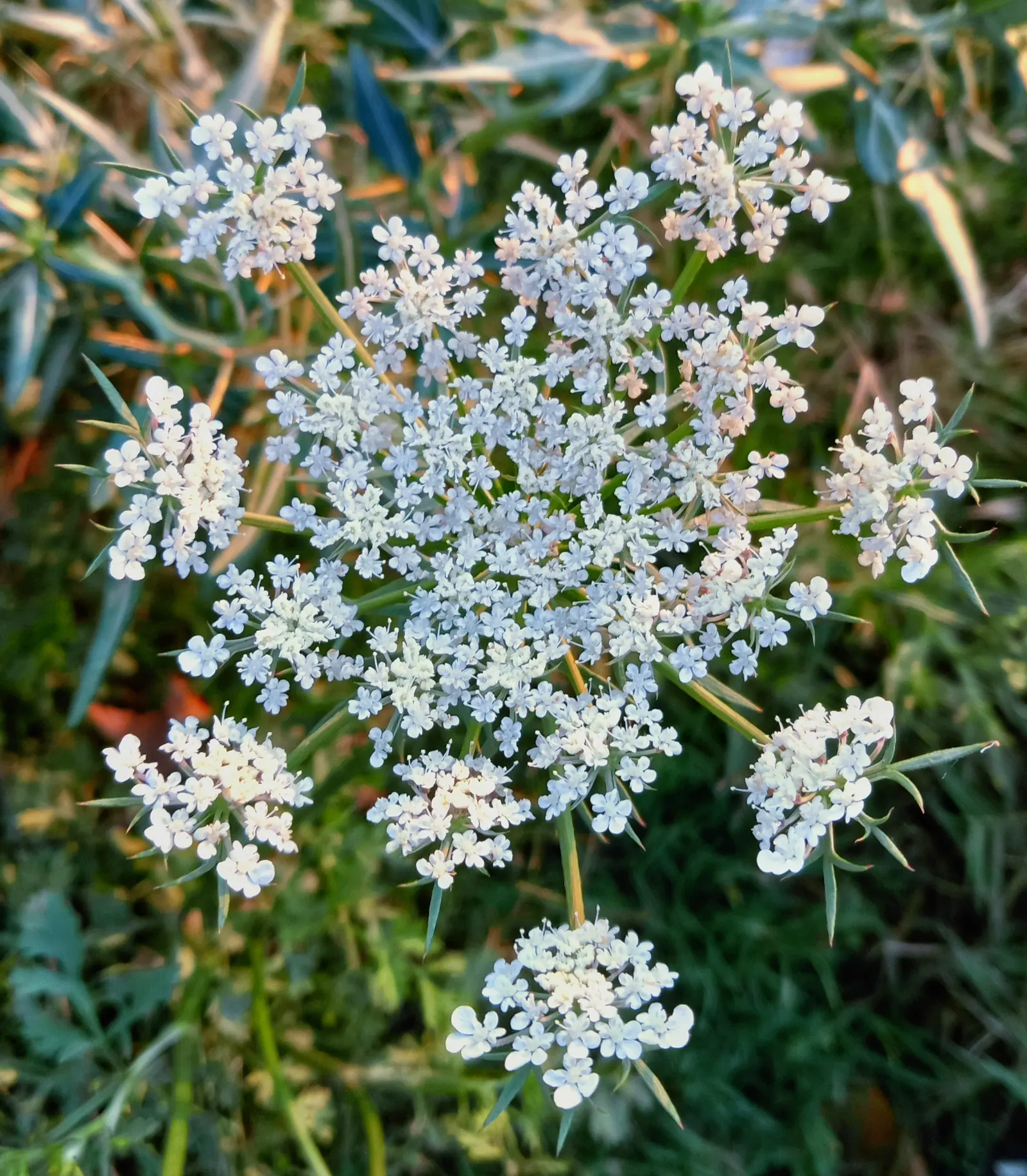 Carrot (Daucus Carota) — often grown as an annual in home gardens for its edible taproots; critical for uninterrupted root development, image 62