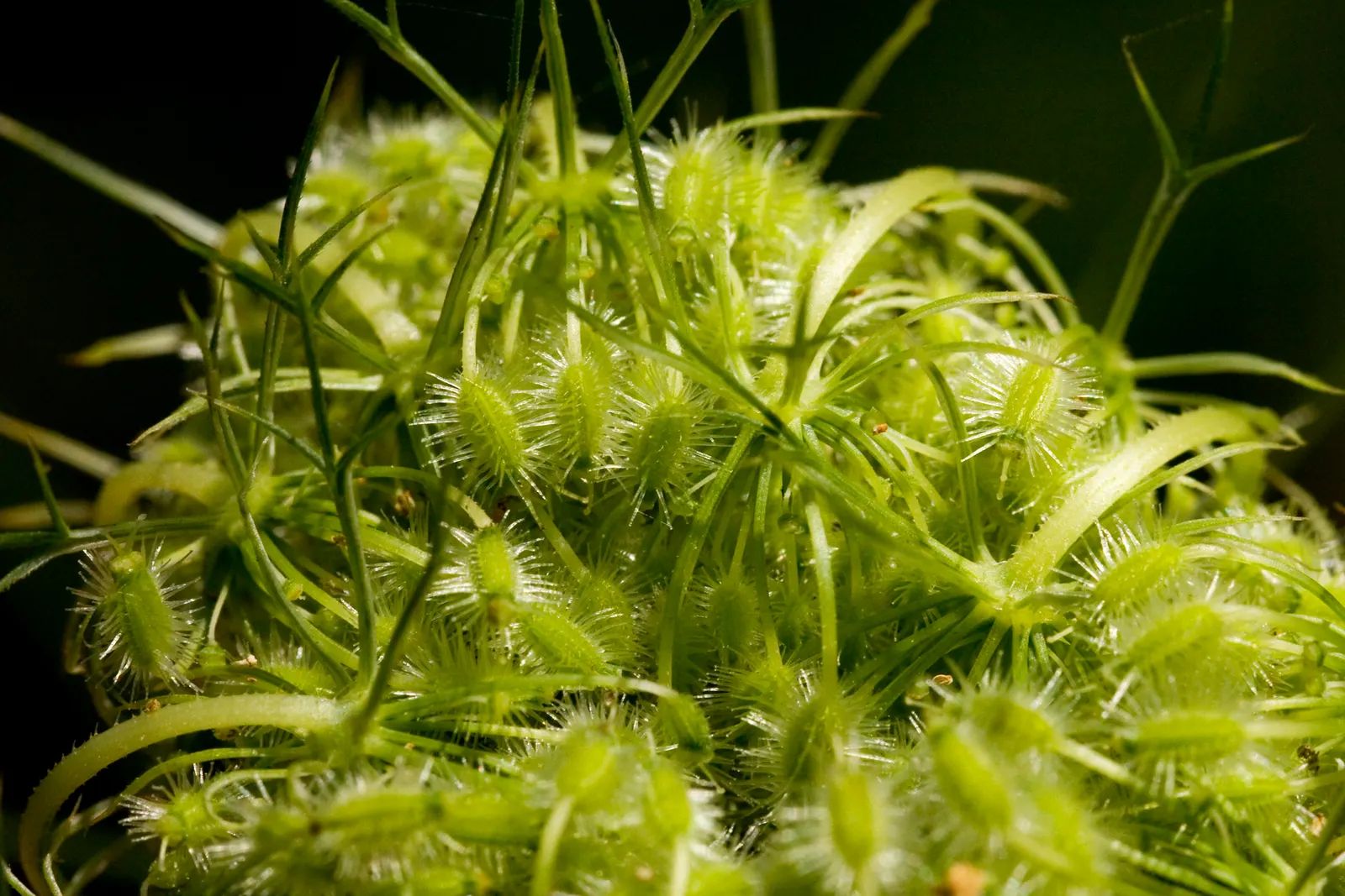 Carrot (Daucus Carota) — creating texture amidst other garden greens.<br><br>The taproots vary in size, image 149