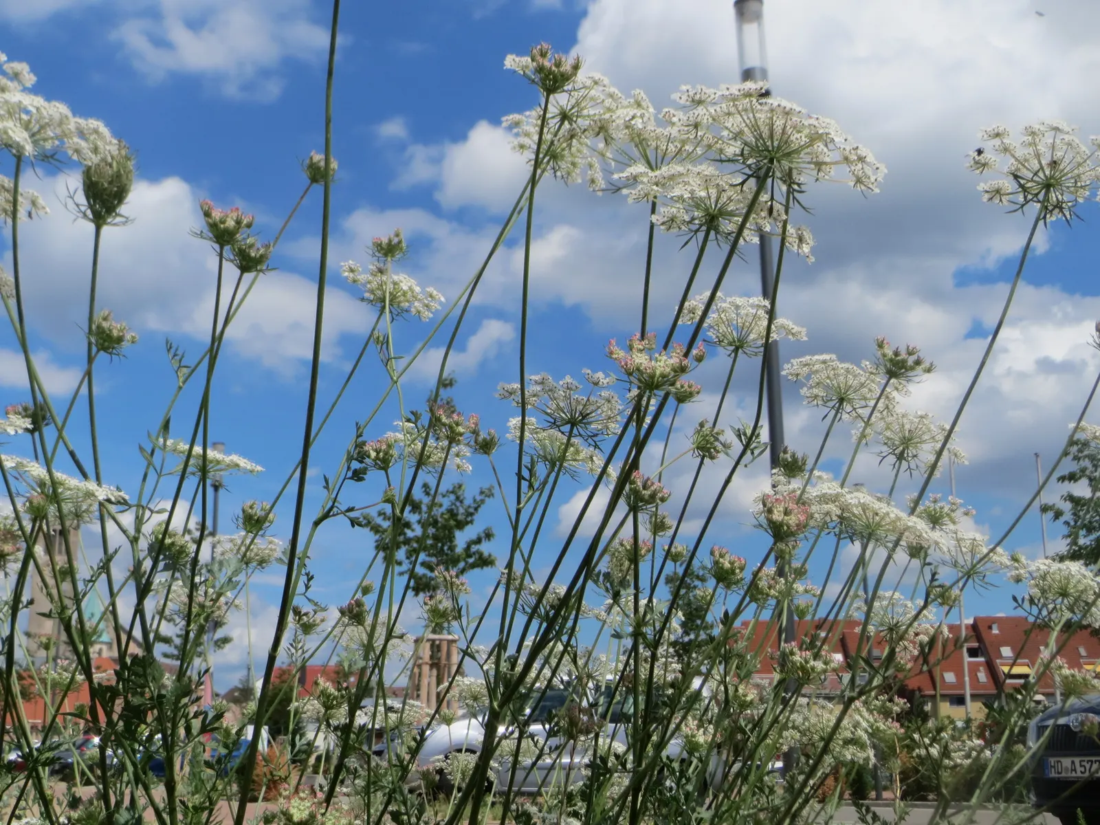 Carrot (Daucus Carota) — is a biennial plant commonly grown as an annual for its tapering orange root; prefers full sun and well-drained soil, image 82