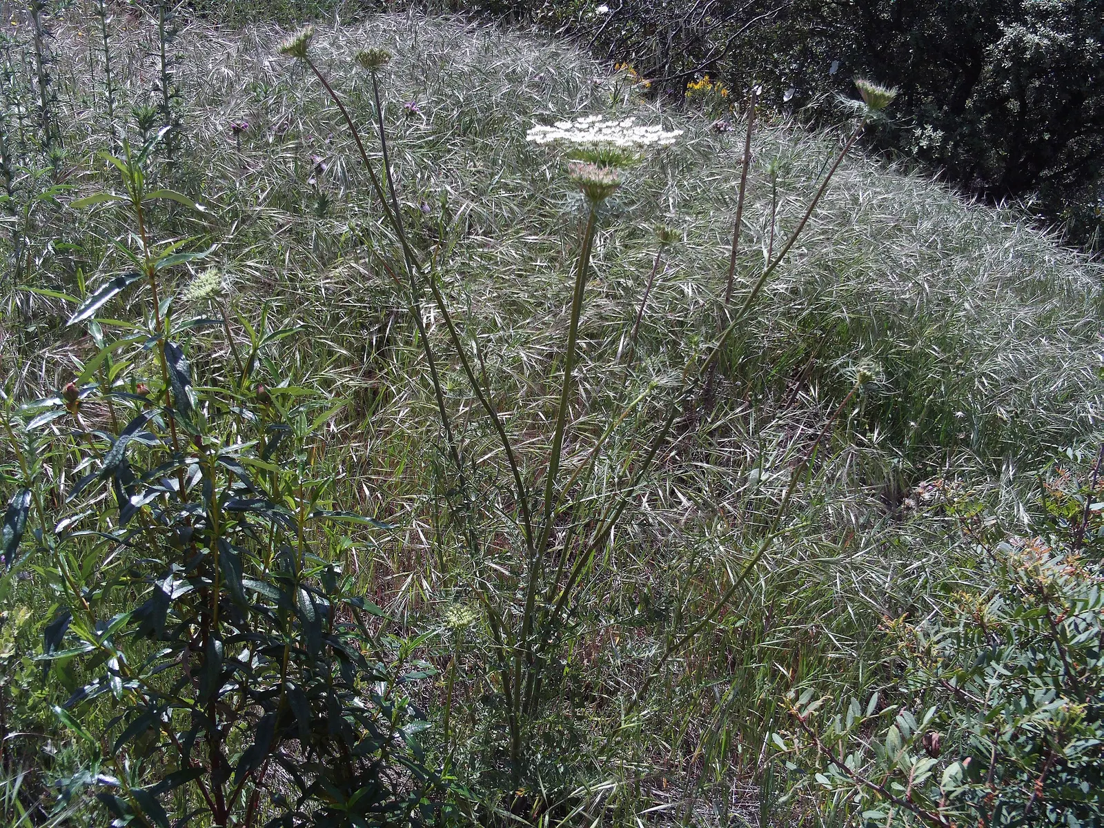 Carrot (Daucus Carota) — and can reach lengths of up to 12 to 14 inches; is a biennial plant commonly grown as an annual for its tapering orange root