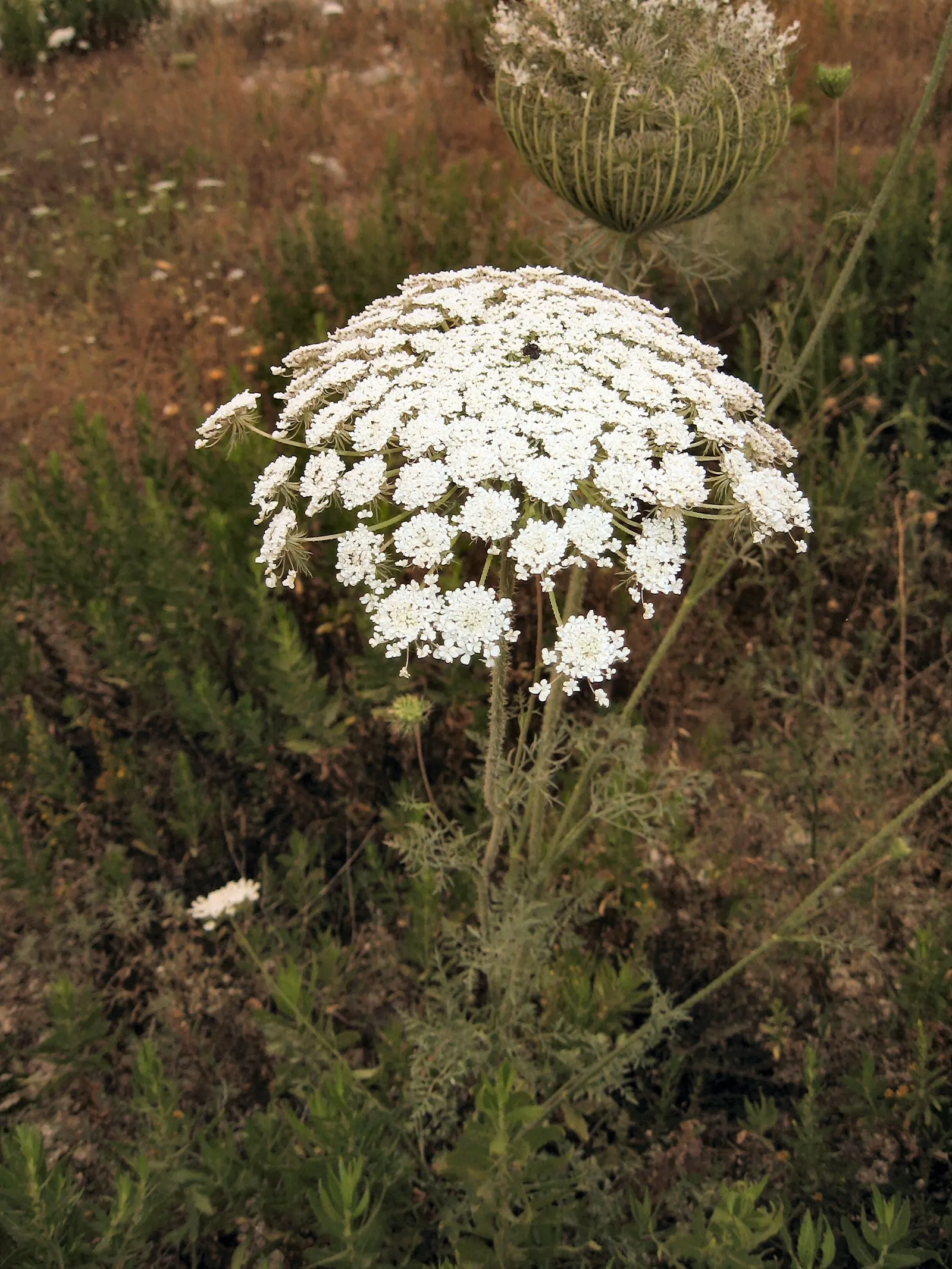 Carrot (Daucus Carota) — and light mulching help maintain even soil moisture and temperature
