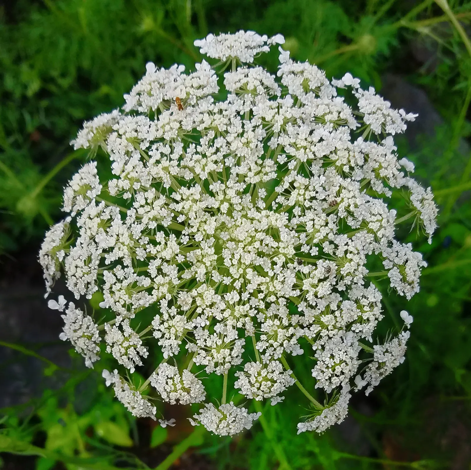Carrot (Daucus Carota) — and light mulching help maintain even soil moisture and temperature; though cultivars also exhibit purple, image 79