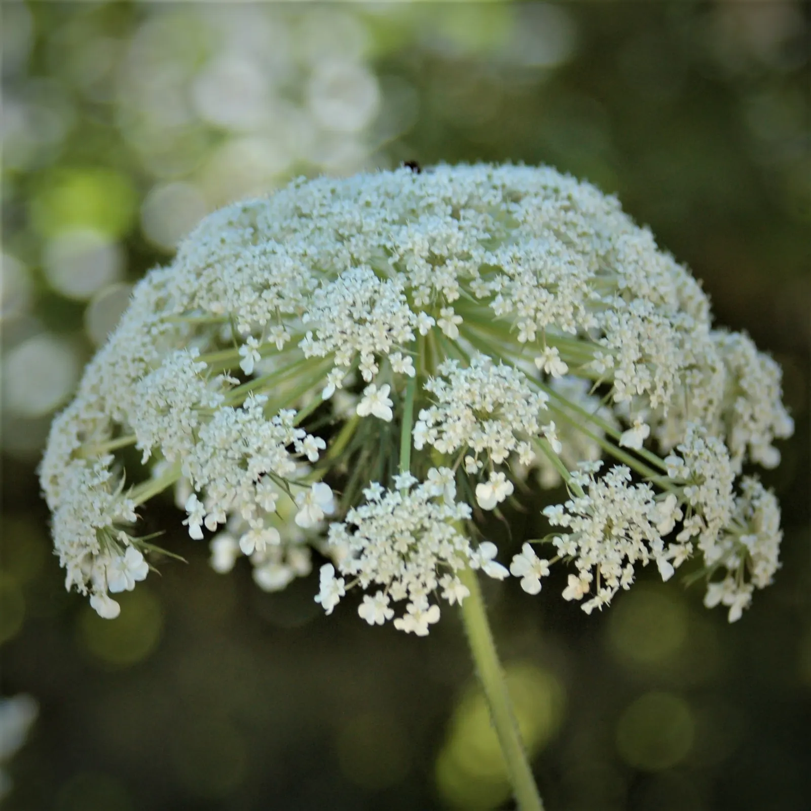 Carrot (Daucus Carota) — Prefers full sun and well-drained soil; and light mulching help maintain even soil moisture and temperature, image 85