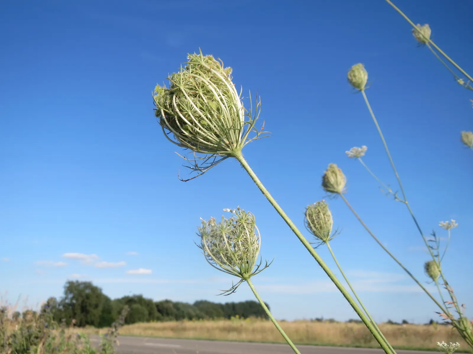 Carrot (Daucus Carota) — is a biennial plant commonly grown as an annual for its tapering orange root; prefers full sun and well-drained soil, image 109
