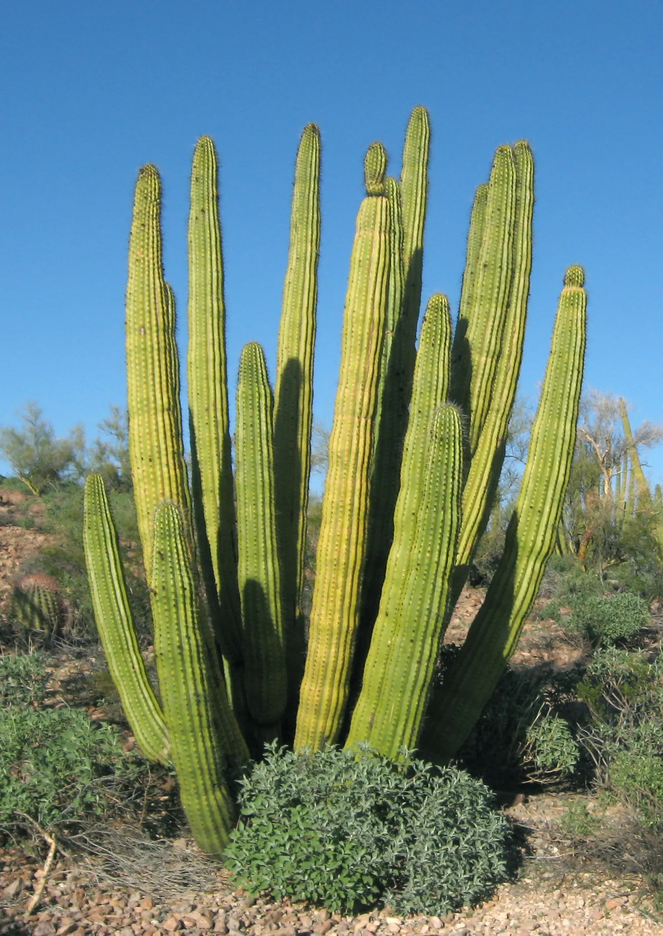 Organ Pipe Cactus (Stenocereus Thurberi) — Plant in well-drained soil, with full sun exposure