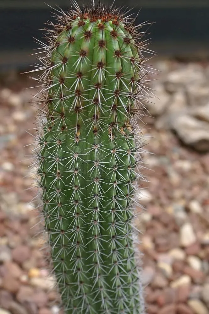 Organ Pipe Cactus (Stenocereus Thurberi) — the Organ Pipe Cactus adds a dramatic vertical element to the landscape