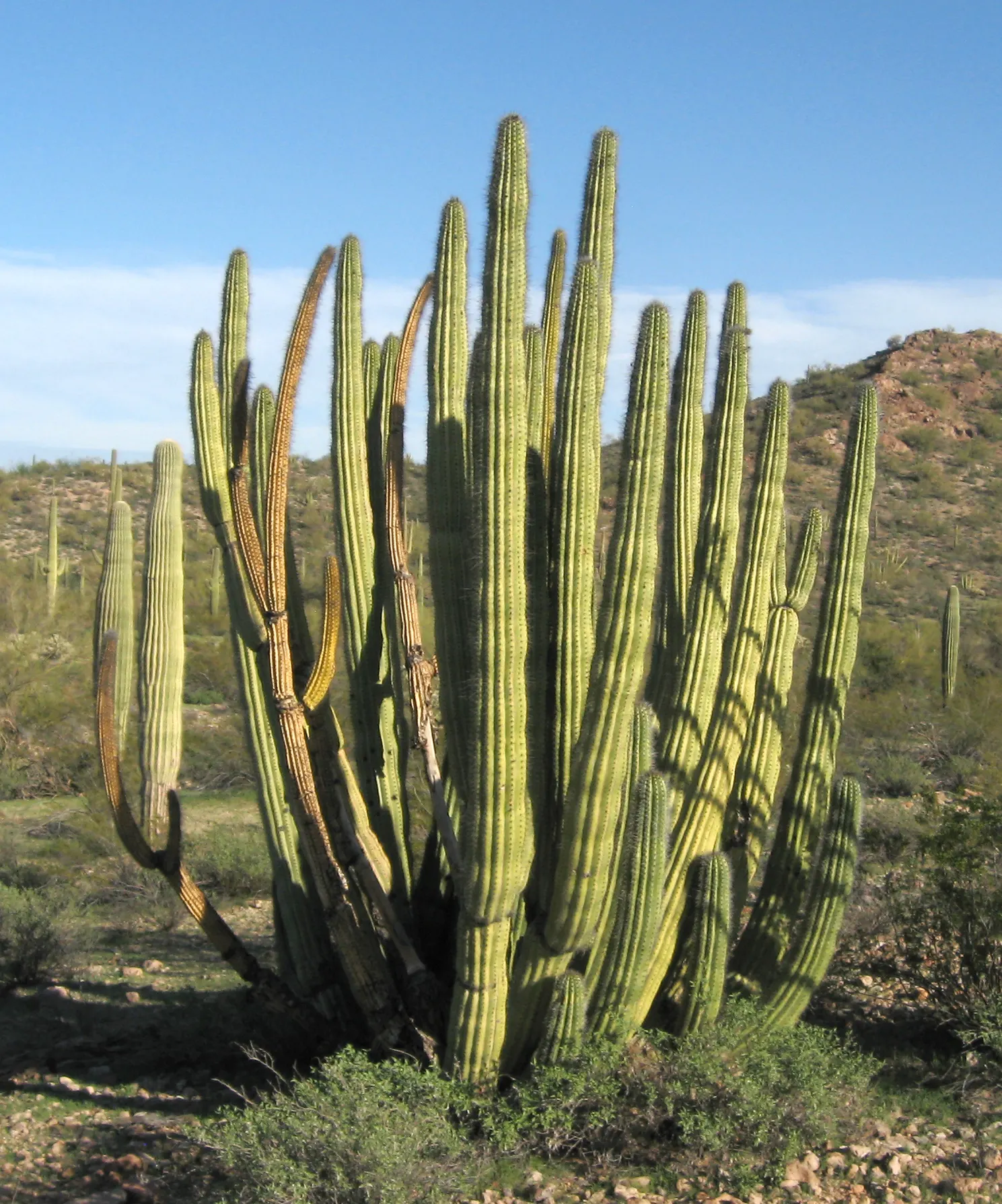 Organ Pipe Cactus (Stenocereus Thurberi) — Each 'pipe' is a columnar stem that can reach magnificent heights of up to 15 to 26 feet; cactus for full