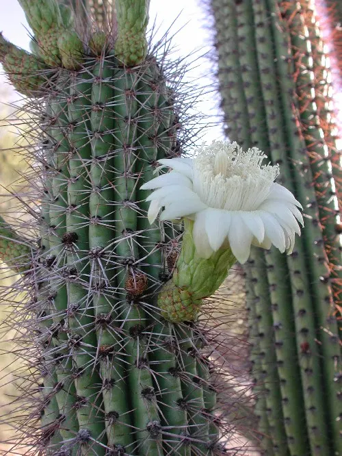 Organ Pipe Cactus (Stenocereus Thurberi) — sports night-blooming white flowers; making it an excellent choice for xeriscaping.<br><br>In late spring to early