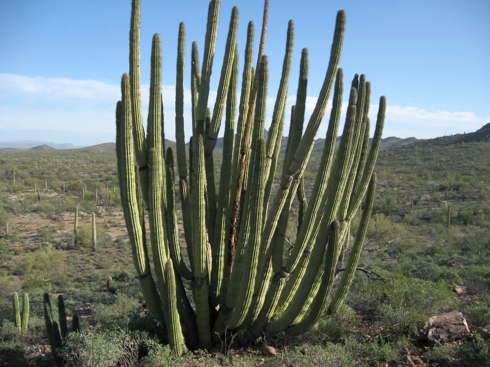 Organ Pipe Cactus (Stenocereus Thurberi) — It is well-suited to arid environments and prefers well-draining soils; minimal watering required once established