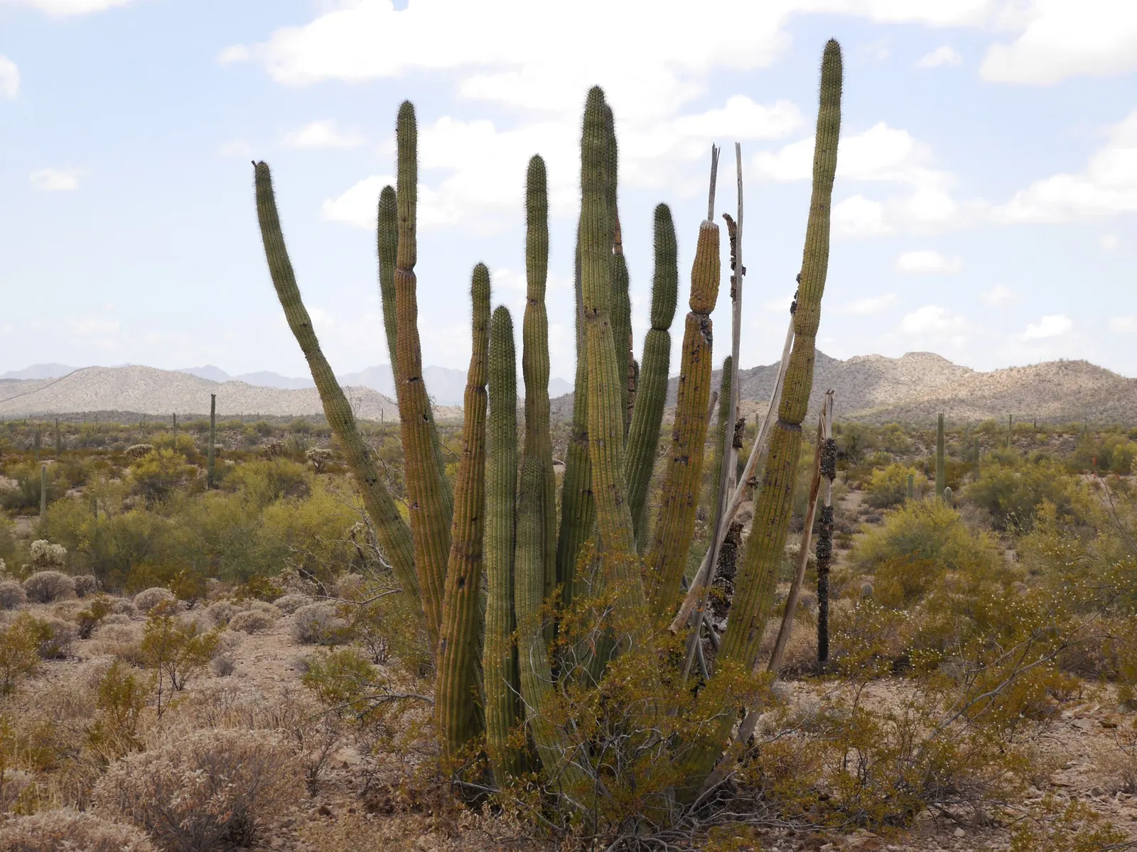 Organ Pipe Cactus (Stenocereus Thurberi) — Plant in well-drained soil, with full sun exposure; each 'pipe' is a columnar stem that can reach, image 60