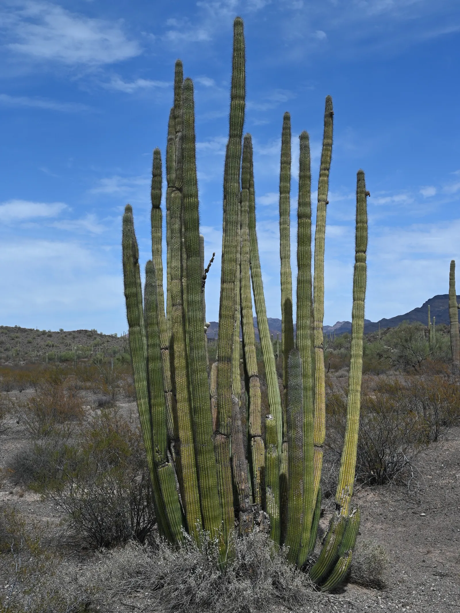 Organ Pipe Cactus (Stenocereus Thurberi) — This cactus is aptly named for its multi-limbed growth habit, resembling the pipes of a grand organ; creamy blossoms