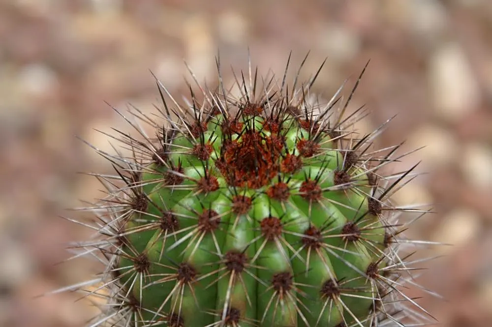 Organ Pipe Cactus (Stenocereus Thurberi) — measuring 2 to 3 inches in diameter