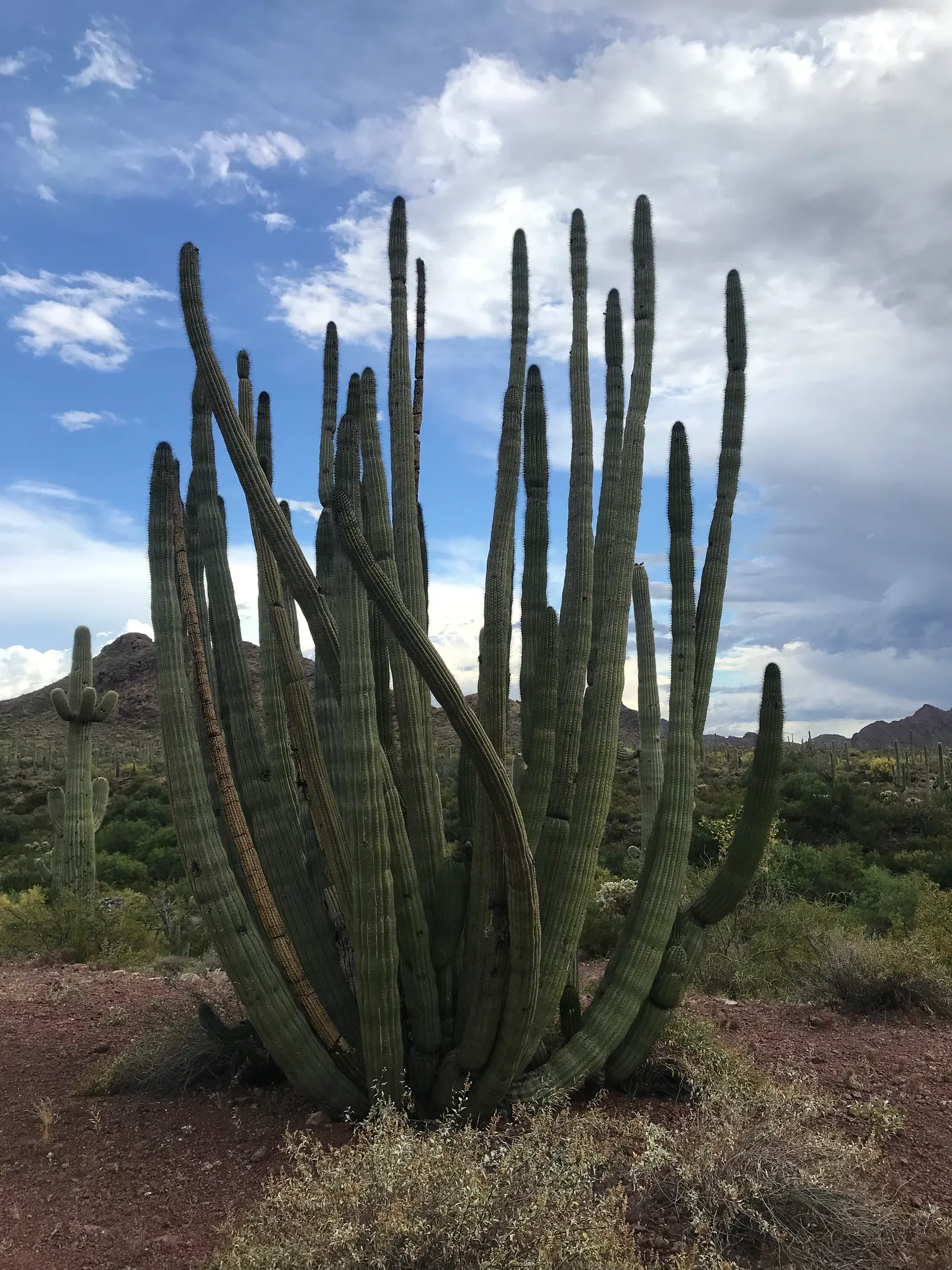 Organ Pipe Cactus (Stenocereus Thurberi) — Properly integrated, it can serve as both a focal point and a conversation starter in your client's garden