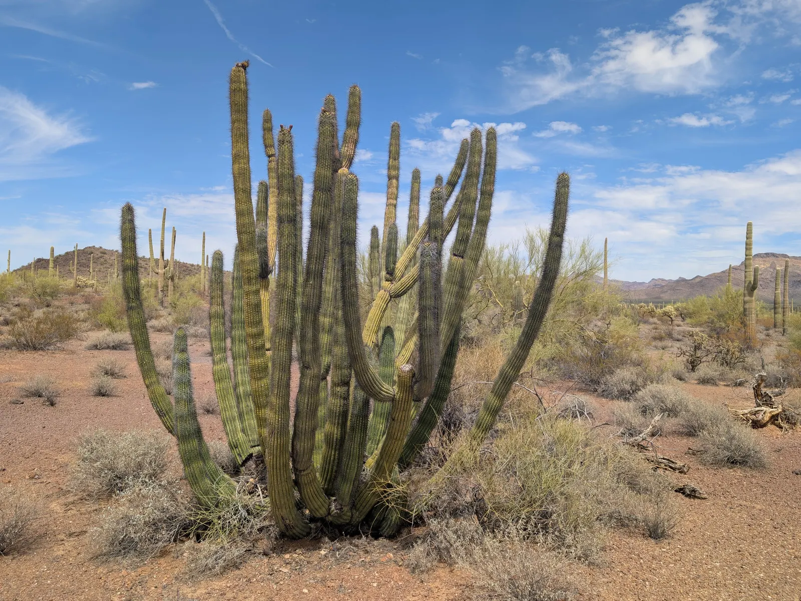 Organ Pipe Cactus (Stenocereus Thurberi) — multi-colored and pink and white flowers in the garden; is a unique and striking specimen native to the Sonoran