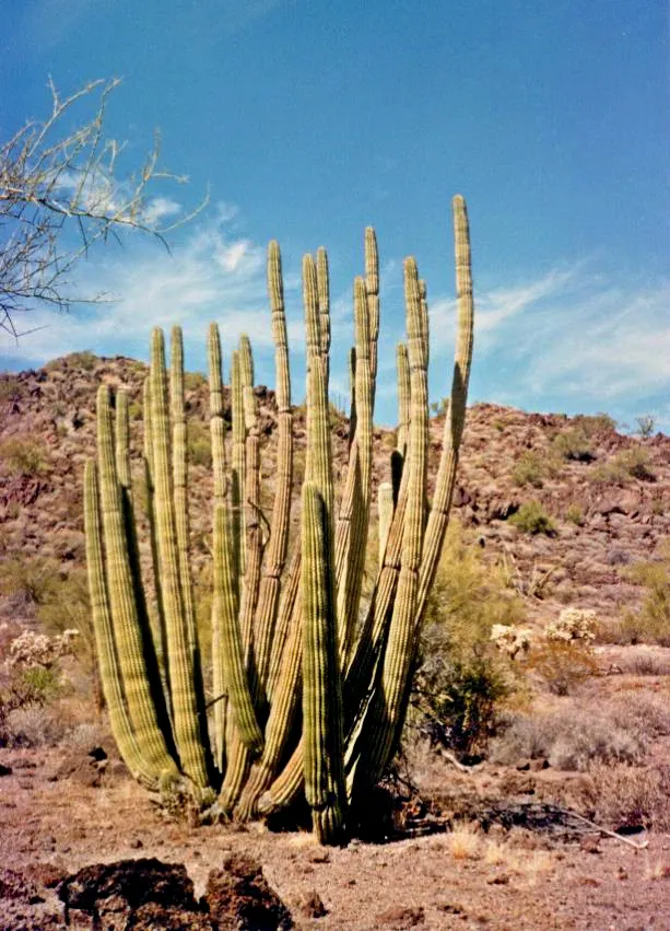 Organ Pipe Cactus (Stenocereus Thurberi) — Its ribbed columns resemble organ pipes, hence the name