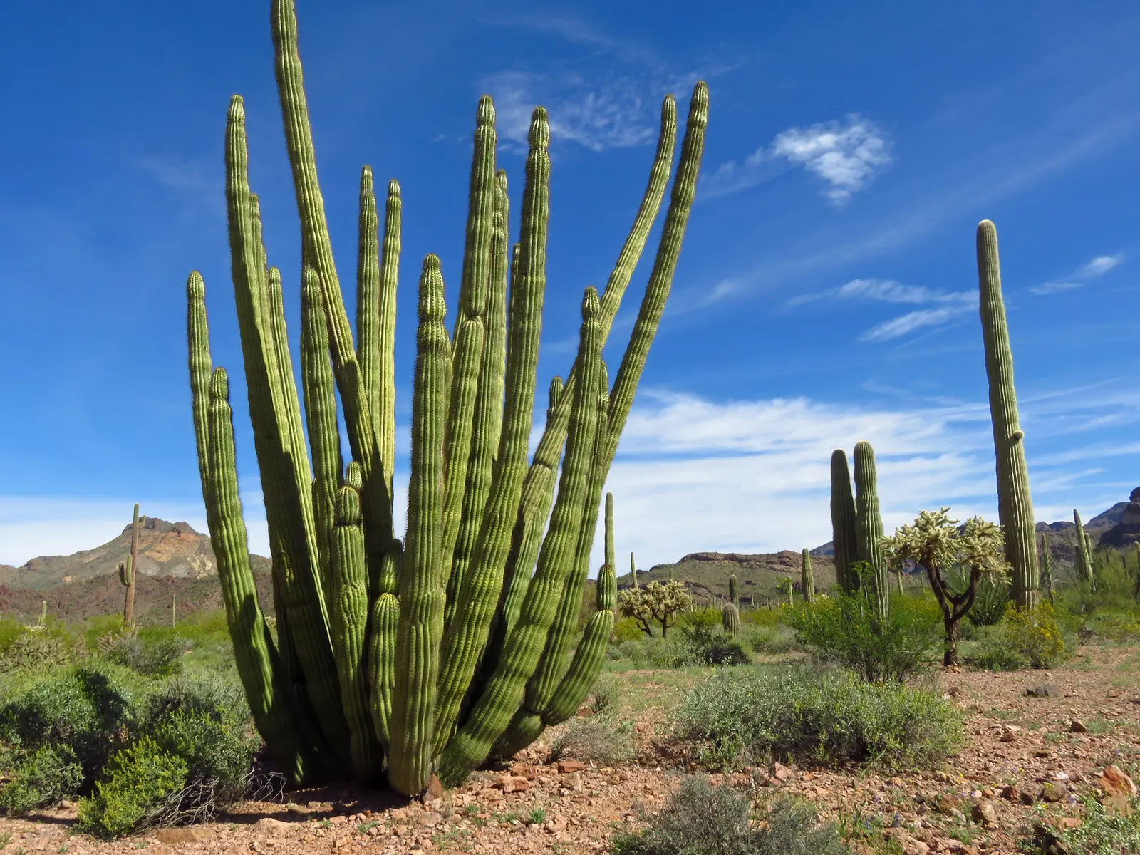 Organ Pipe Cactus (Stenocereus Thurberi) — Its ribbed columns resemble organ pipes, hence the name, image 59