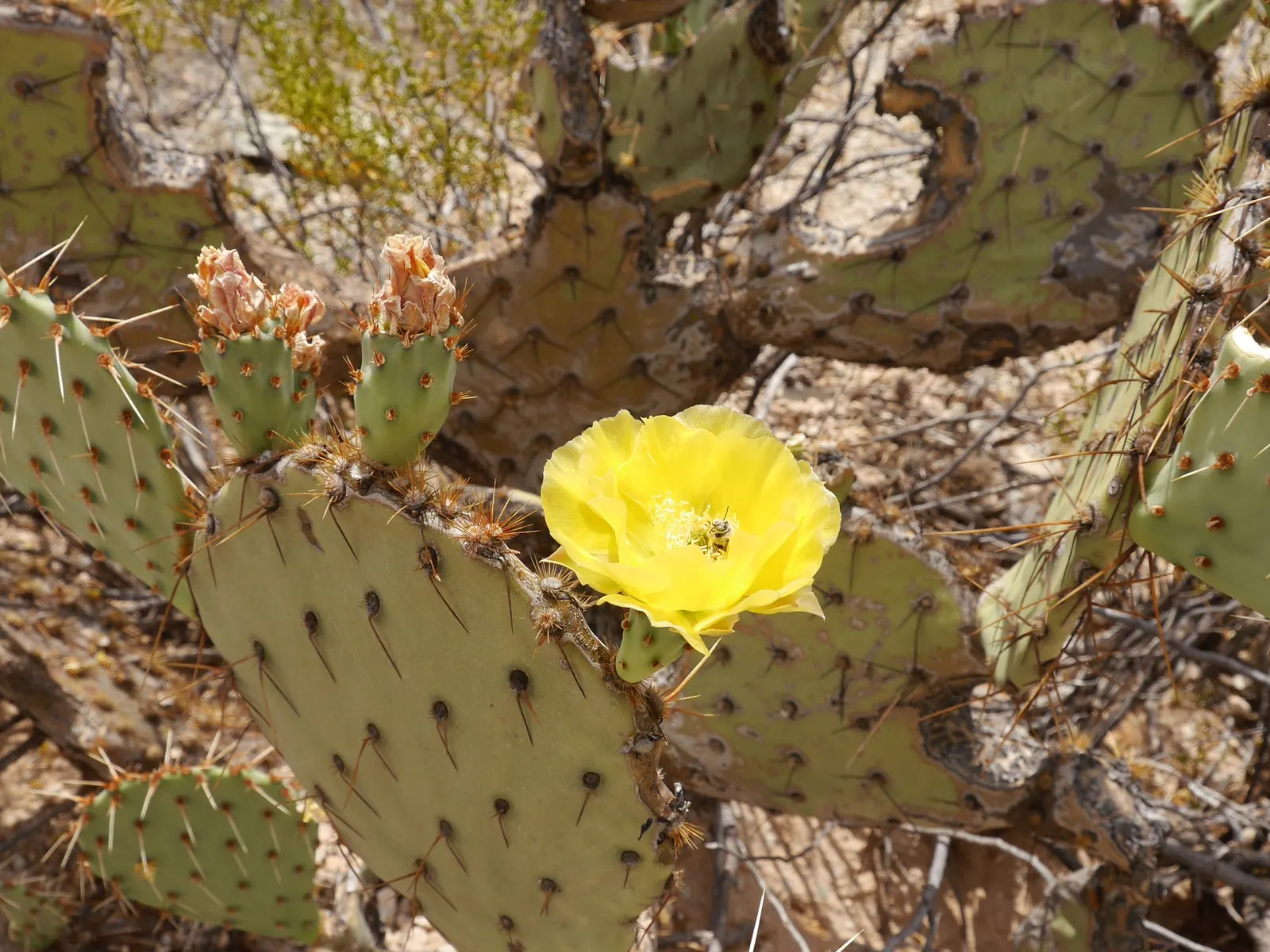 Organ Pipe Cactus (Stenocereus Thurberi) — These nocturnal flowers are followed by edible red fruit