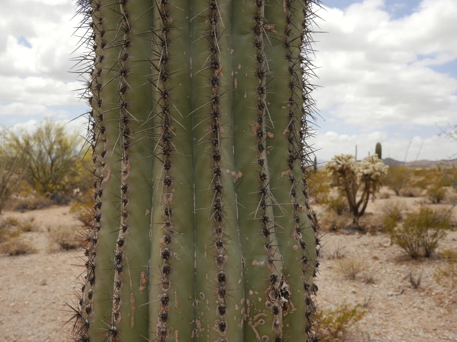 Organ Pipe Cactus (Stenocereus Thurberi) — Each 'pipe' is a columnar stem that can reach magnificent heights of up to 15 to 26 feet