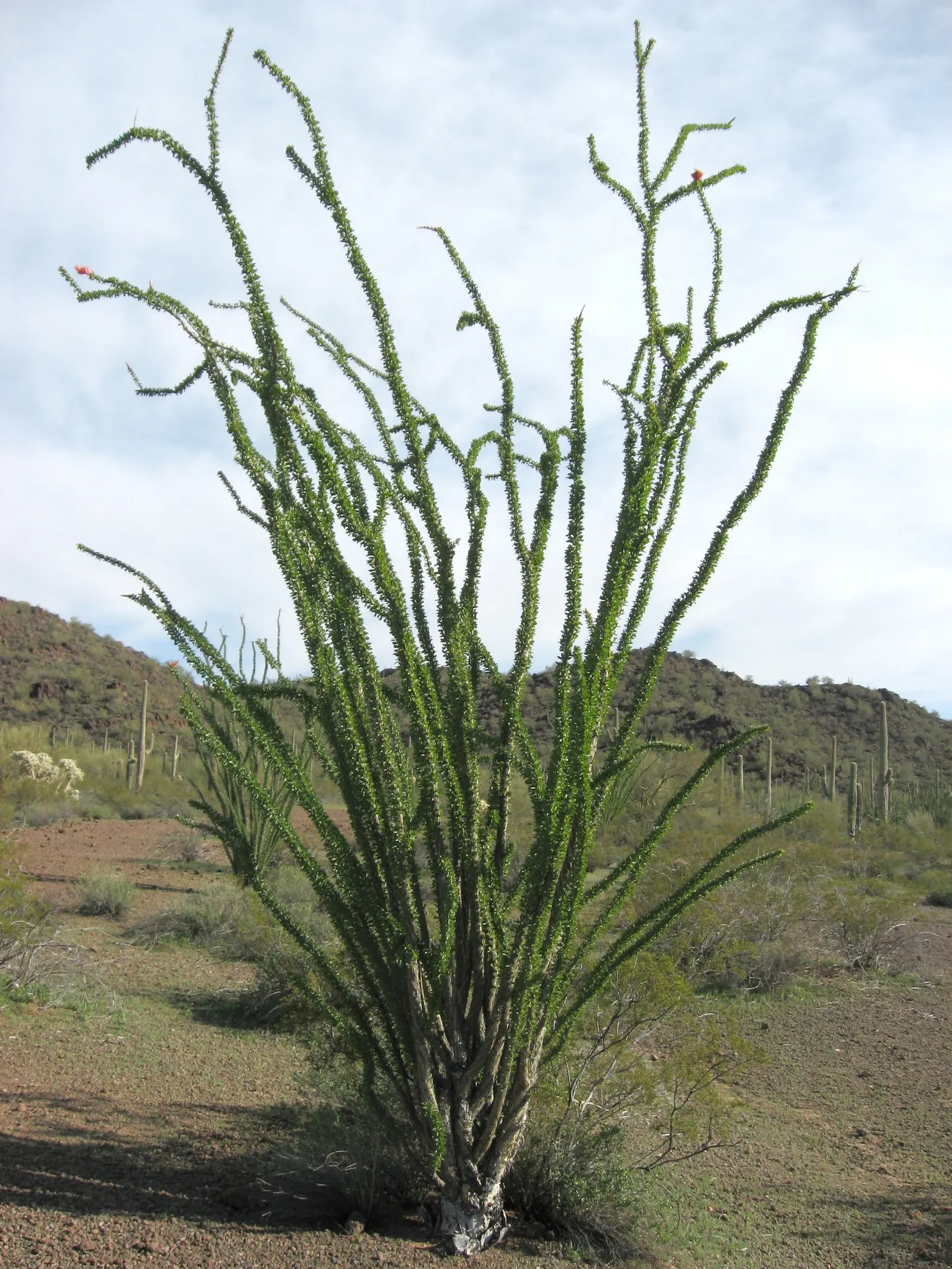 Organ Pipe Cactus (Stenocereus Thurberi) — Minimal watering required once established; cactus with multi-colored and pink and white blooms, image 62