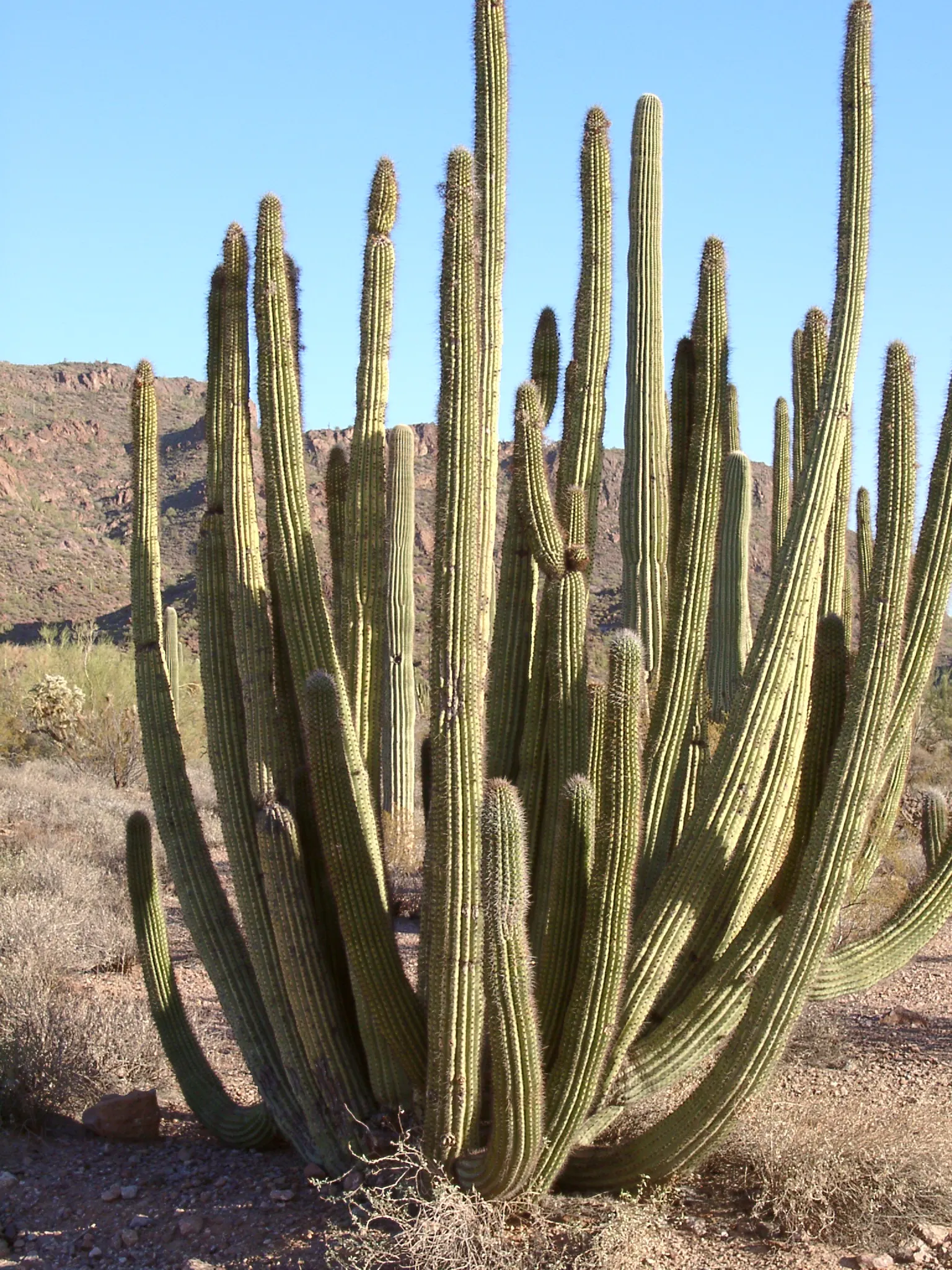 Organ Pipe Cactus (Stenocereus Thurberi) — sports night-blooming white flowers